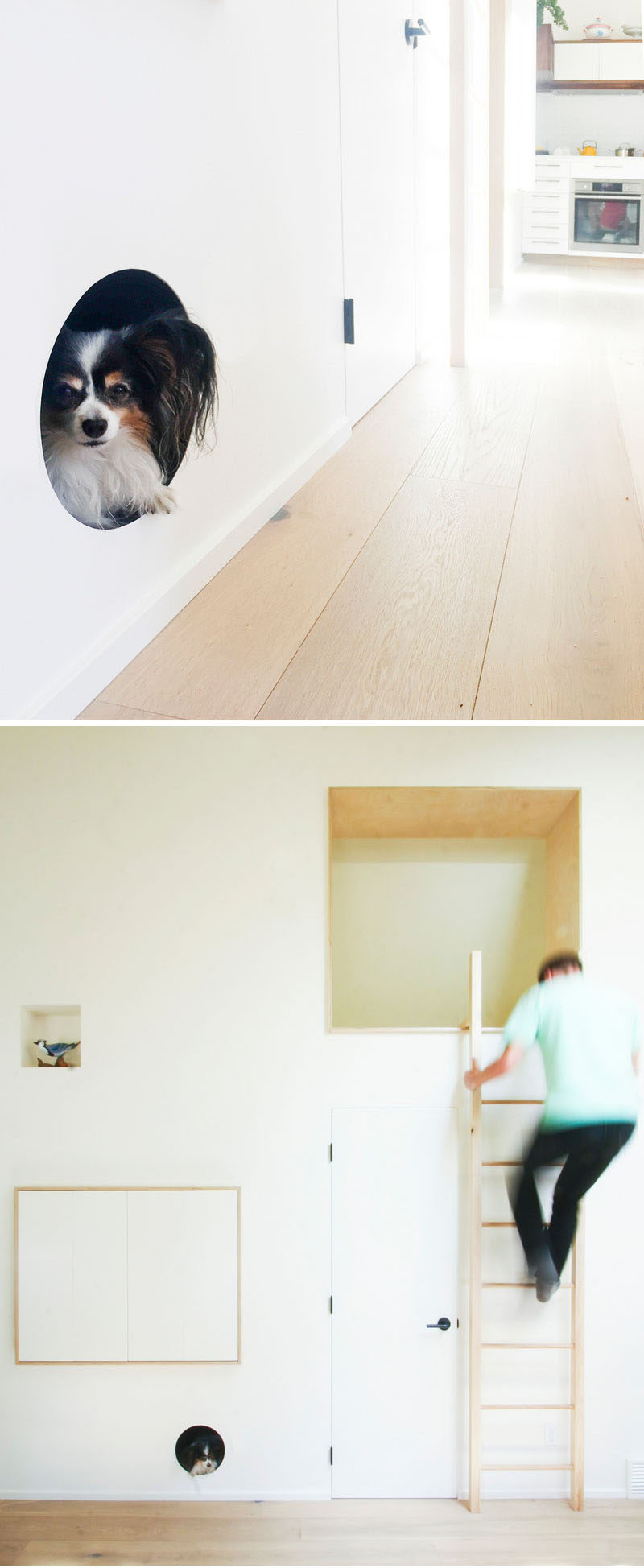 This modern laneway house has a built-in dog bed nook that's been built into the wall and allows the family pet to feel safe, and removes the need for a dog bed on the floor. #BuiltInDogBed #DogBed #InteriorDesign