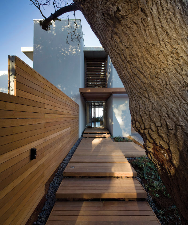 Upon arrival at to this modern house, there are two milkwood trees that flanking the entrance, and a floating timber step platform and pergola lead towards the front door. #FloatingSteps #WoodSteps #Landscaping