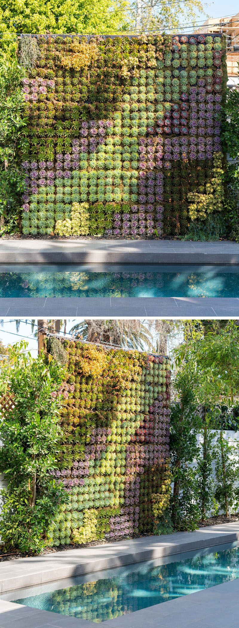 On the wall that runs alongside this modern swimming pool is a patterned green wall that's filled with succulents. #GreenWall #Succulents #Garden