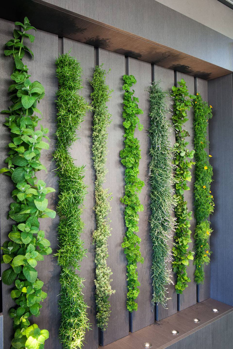 This living wall in a kitchen can be used as an indoor herb garden #LivingWall #HerbGarden #Kitchen