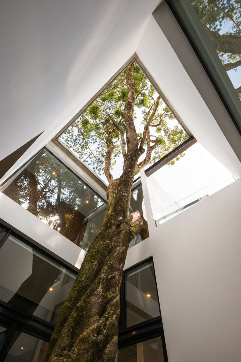 The architects designed this modern house around a tree that was original to the site. #Architecture #LightWell #Trees