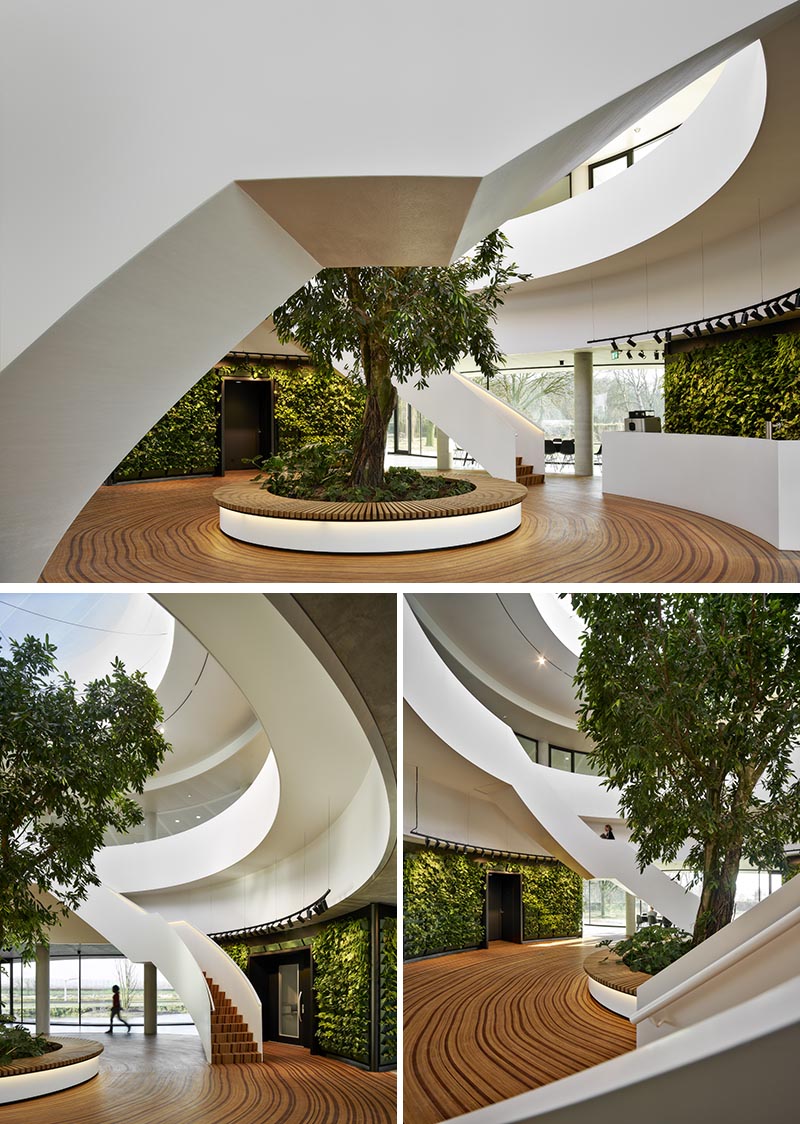 The wood floor of this office atrium has been designed to represent the growth-rings of a tree. #WoodFloor #FlooringIdeas #ArtisticFlooring #SculpturalFlooring #GreenWalls