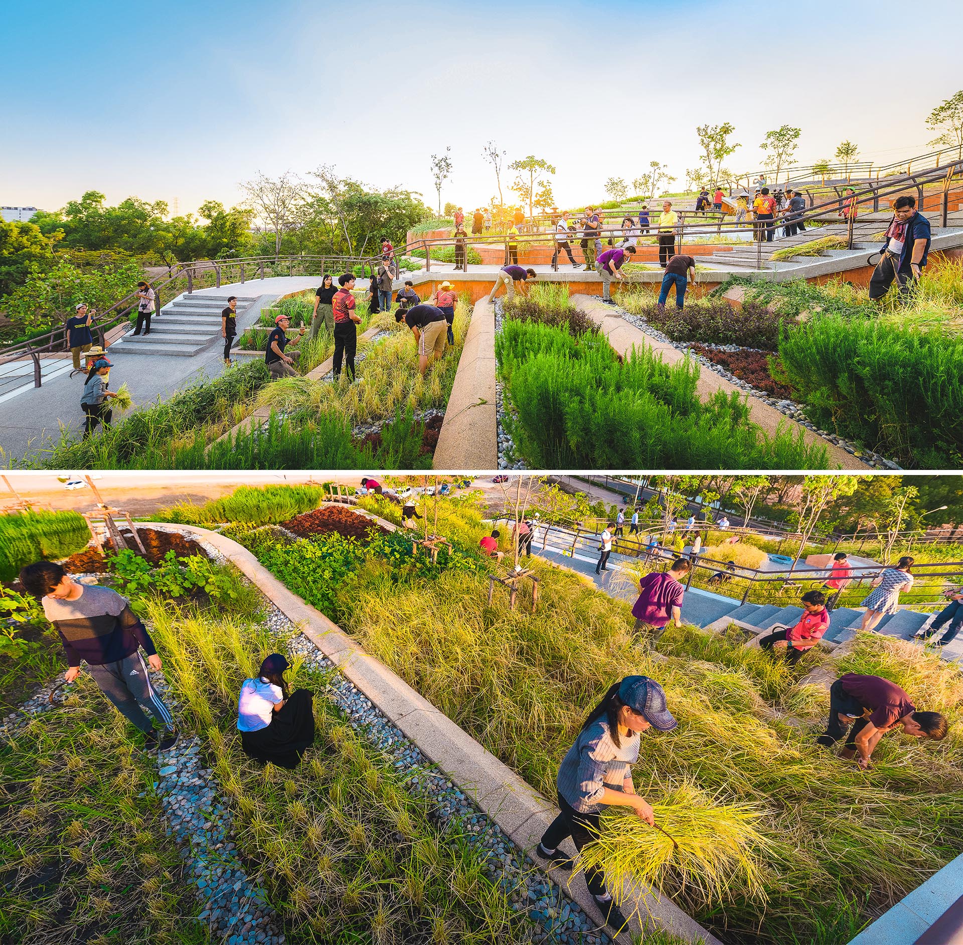 A rooftop farm with a terraced landscape design inspired by rice fields.