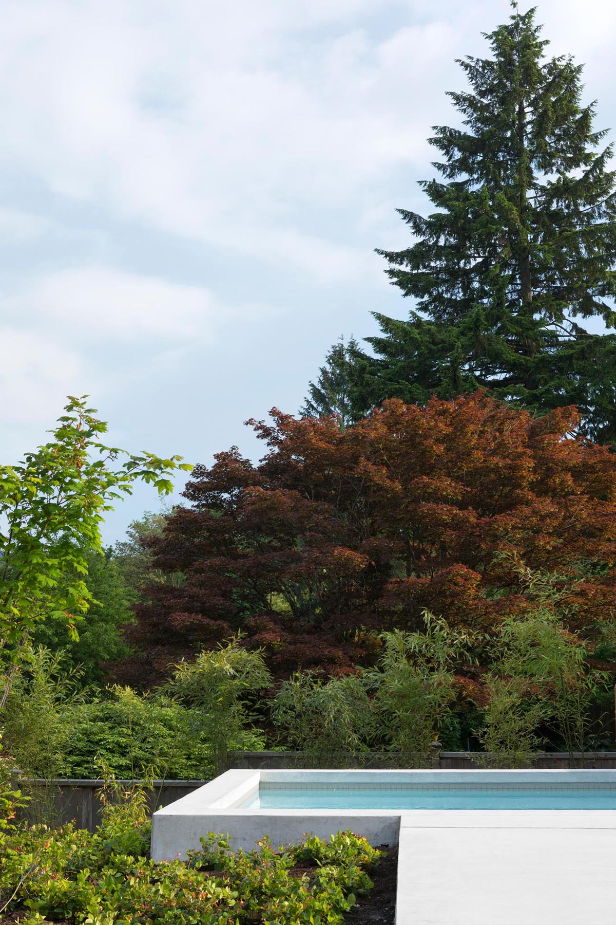 A modern swimming pool surrounded by trees.