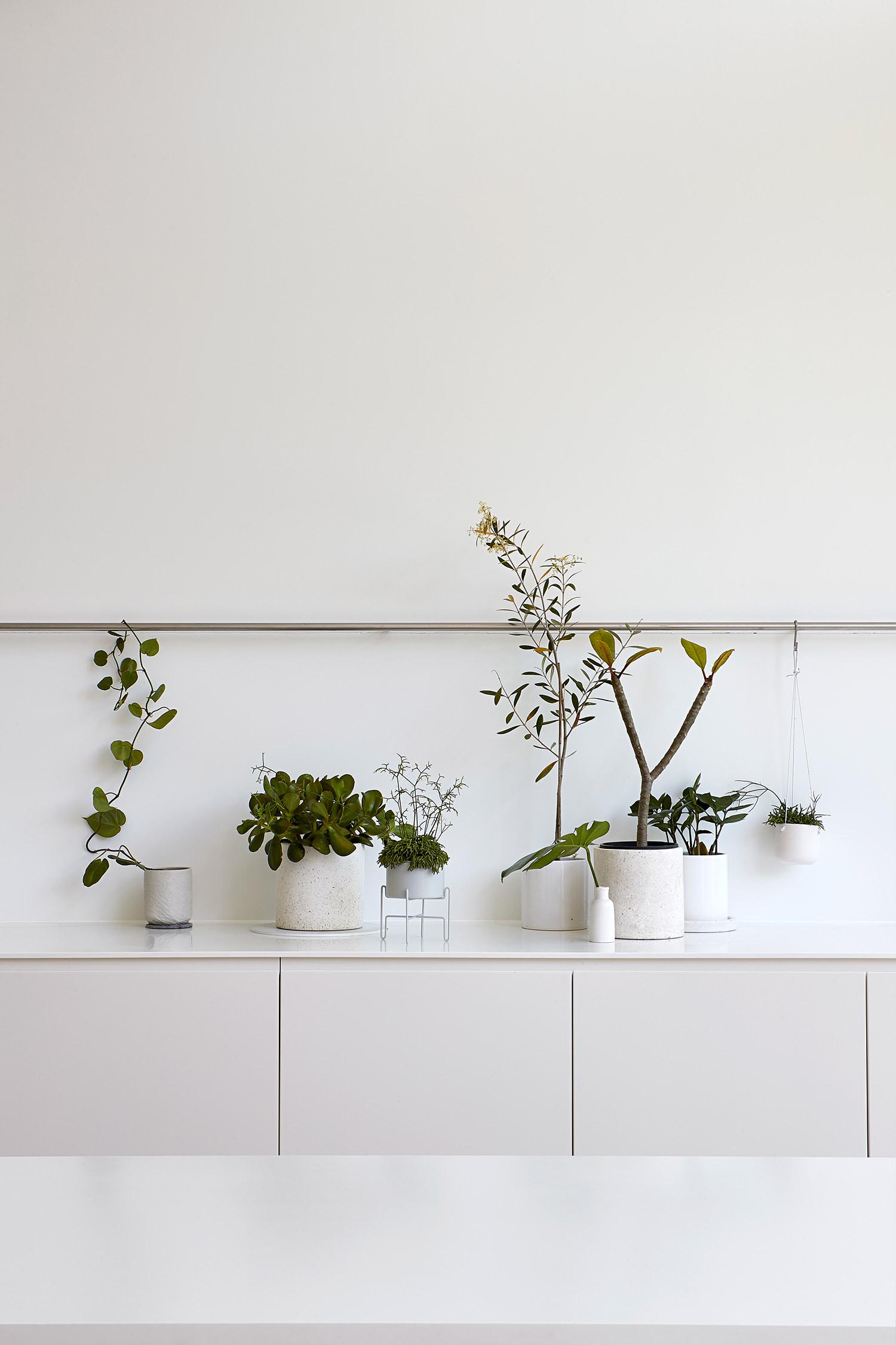 Modern kitchen cabinets with potted plants as decoration.