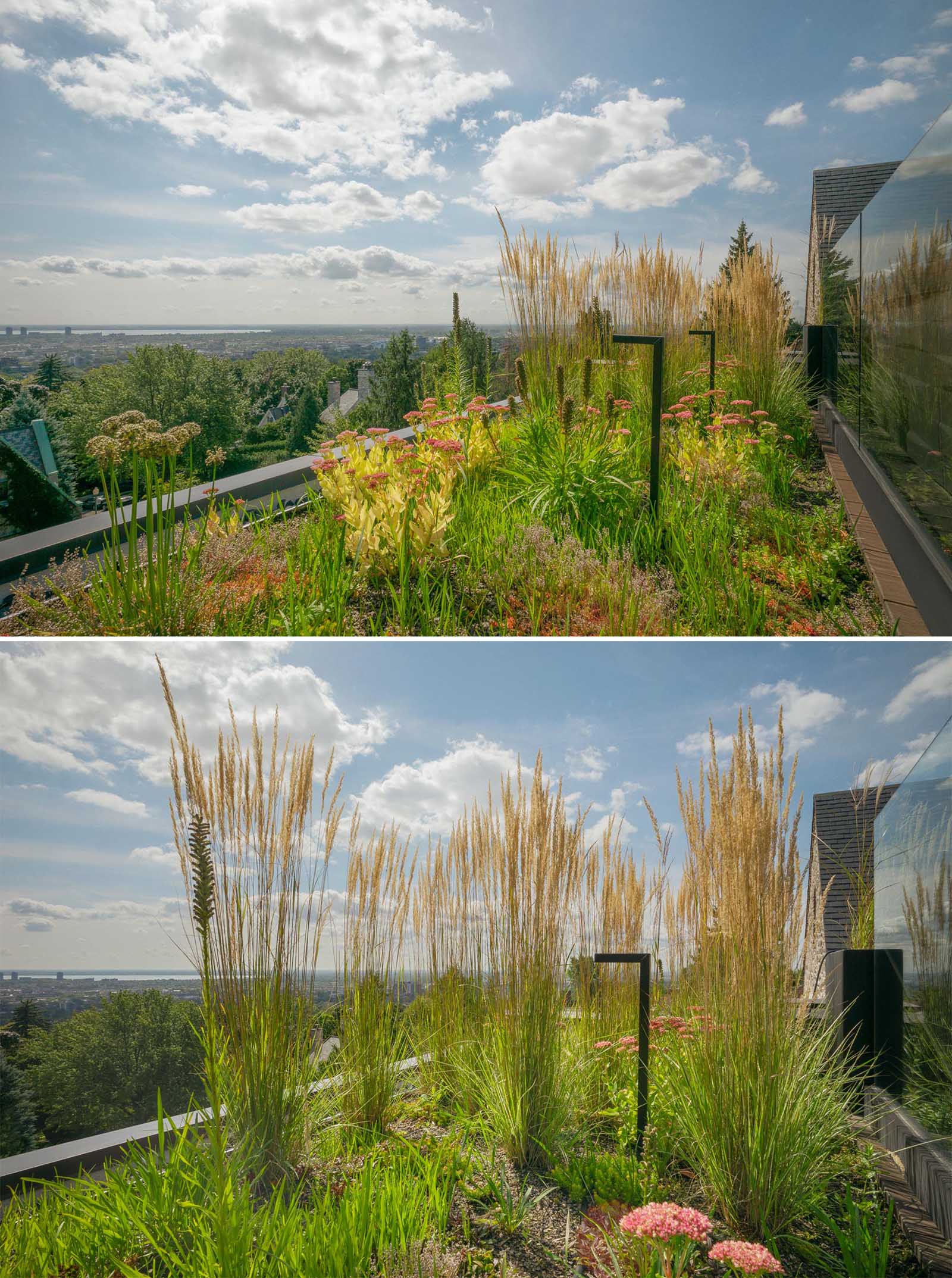 A modern green roof with wildflowers.