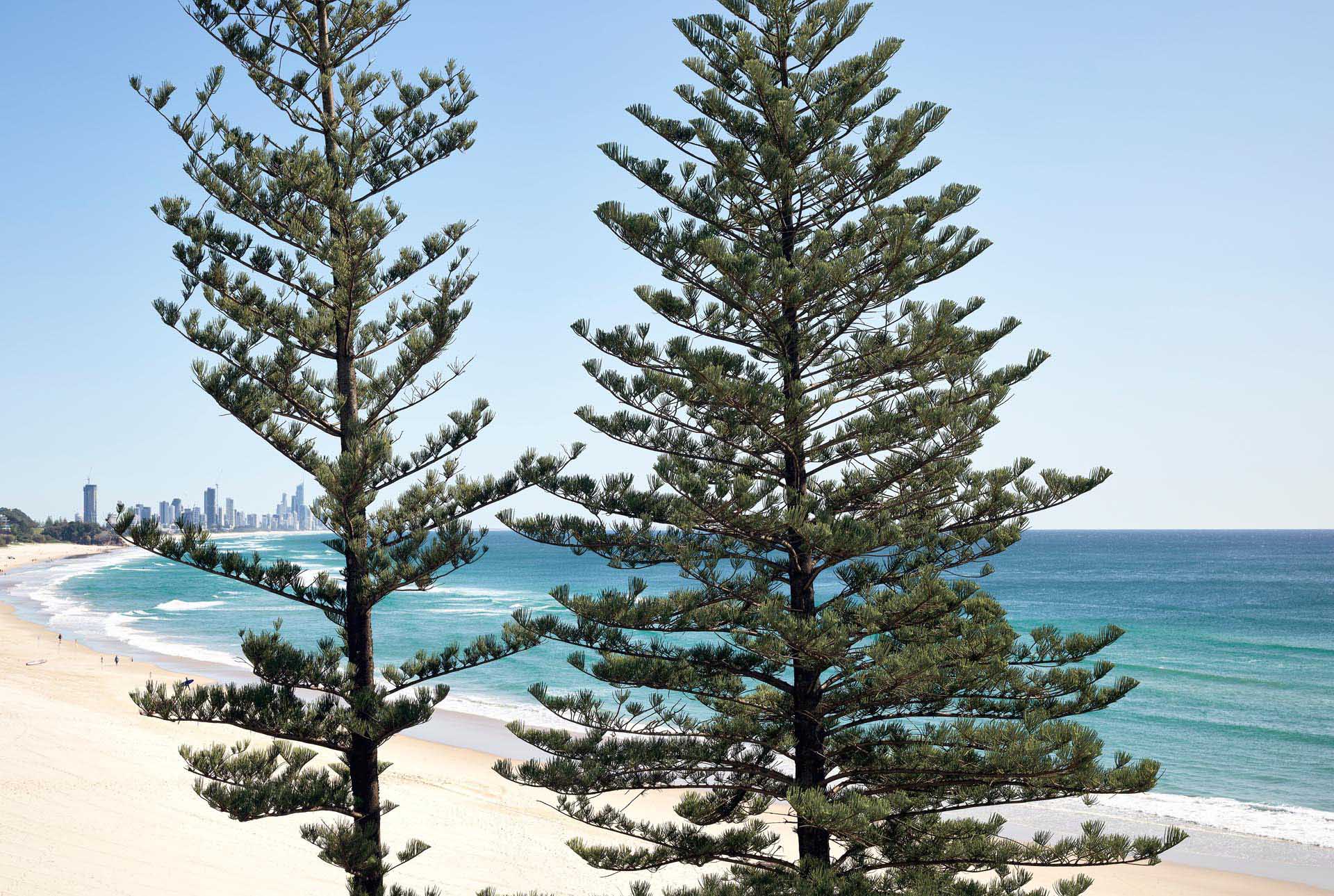 Norfolk Pine Trees on the coast of Australia.