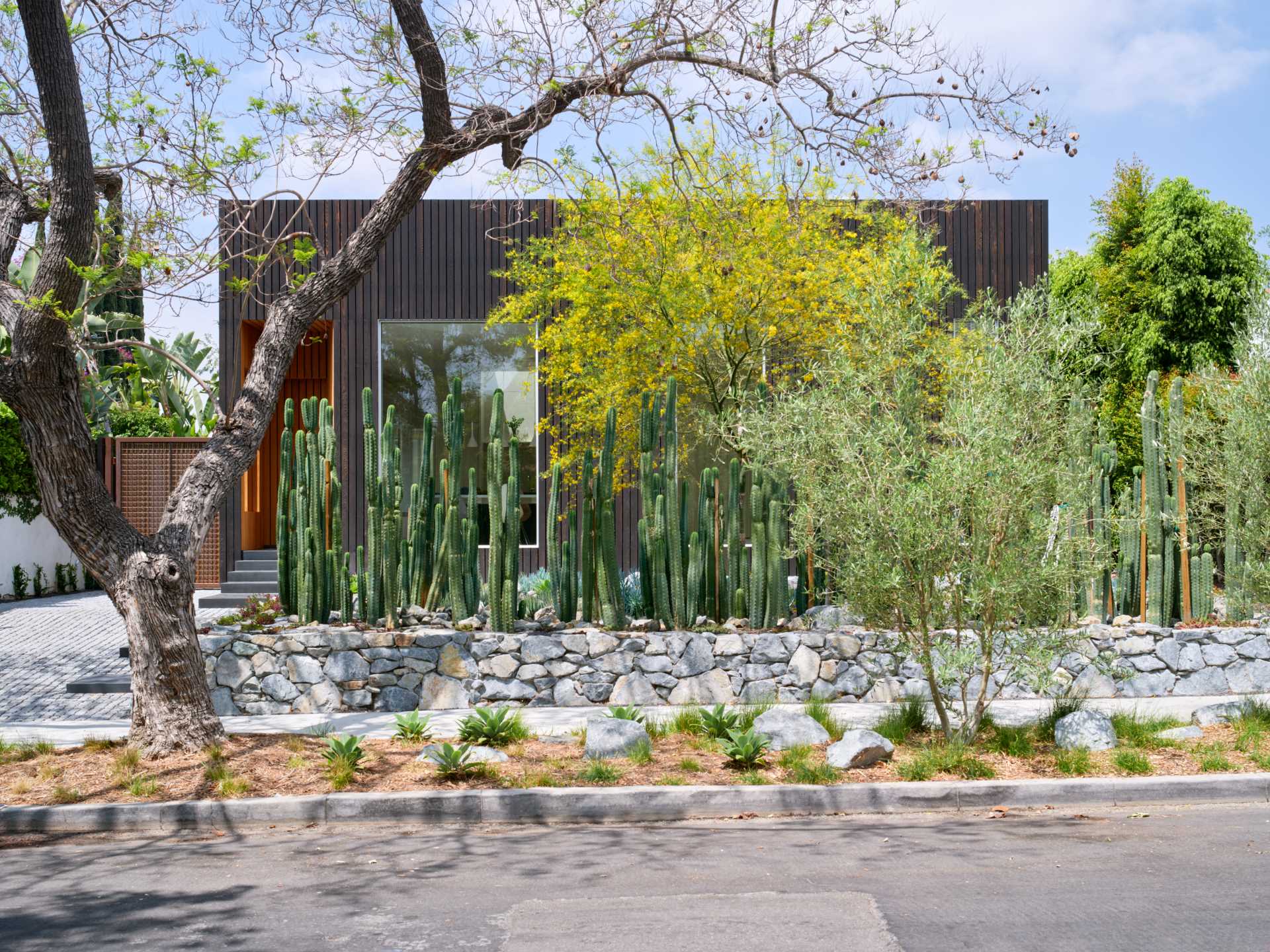 The front garden of this modern house, has been created with a dense screen of San Pedro cacti, replacing the need for a front fence.