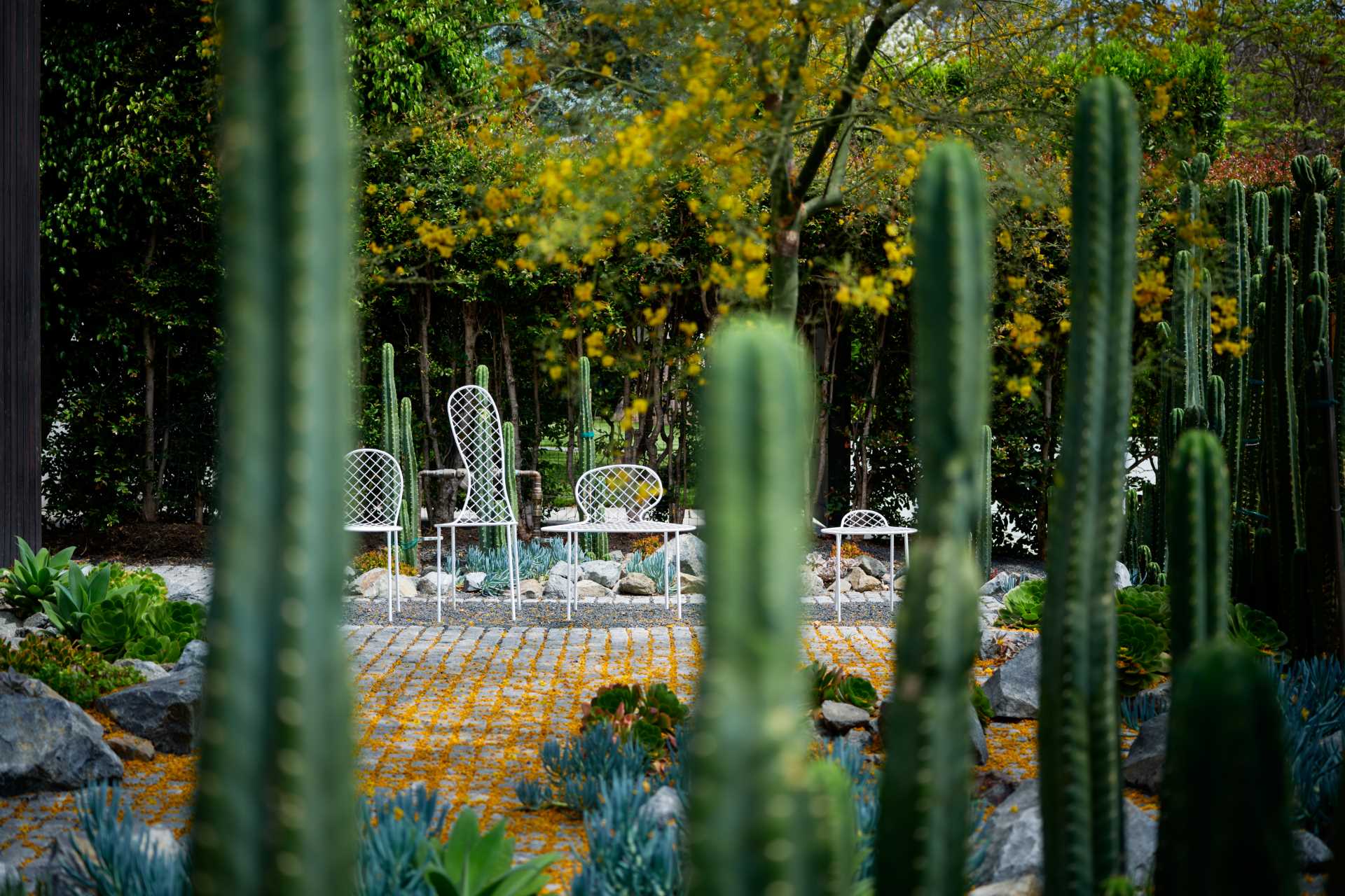 This modern house has a cacti garden, that includes some succulents, and has a small patio with seating.