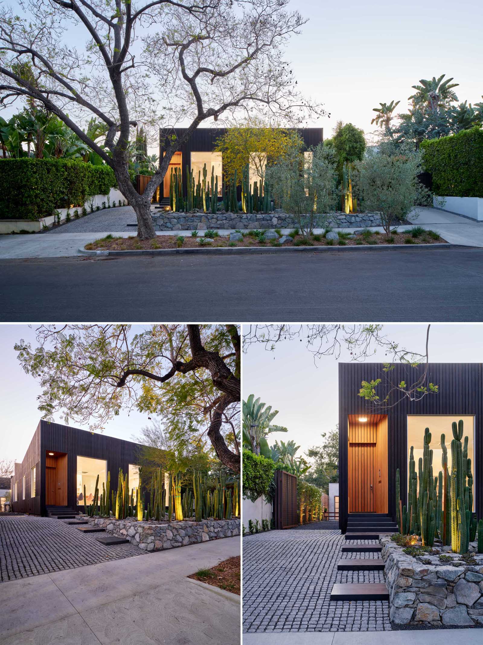 At night, lighting highlights the tall cacti and the wood front door of this modern house.