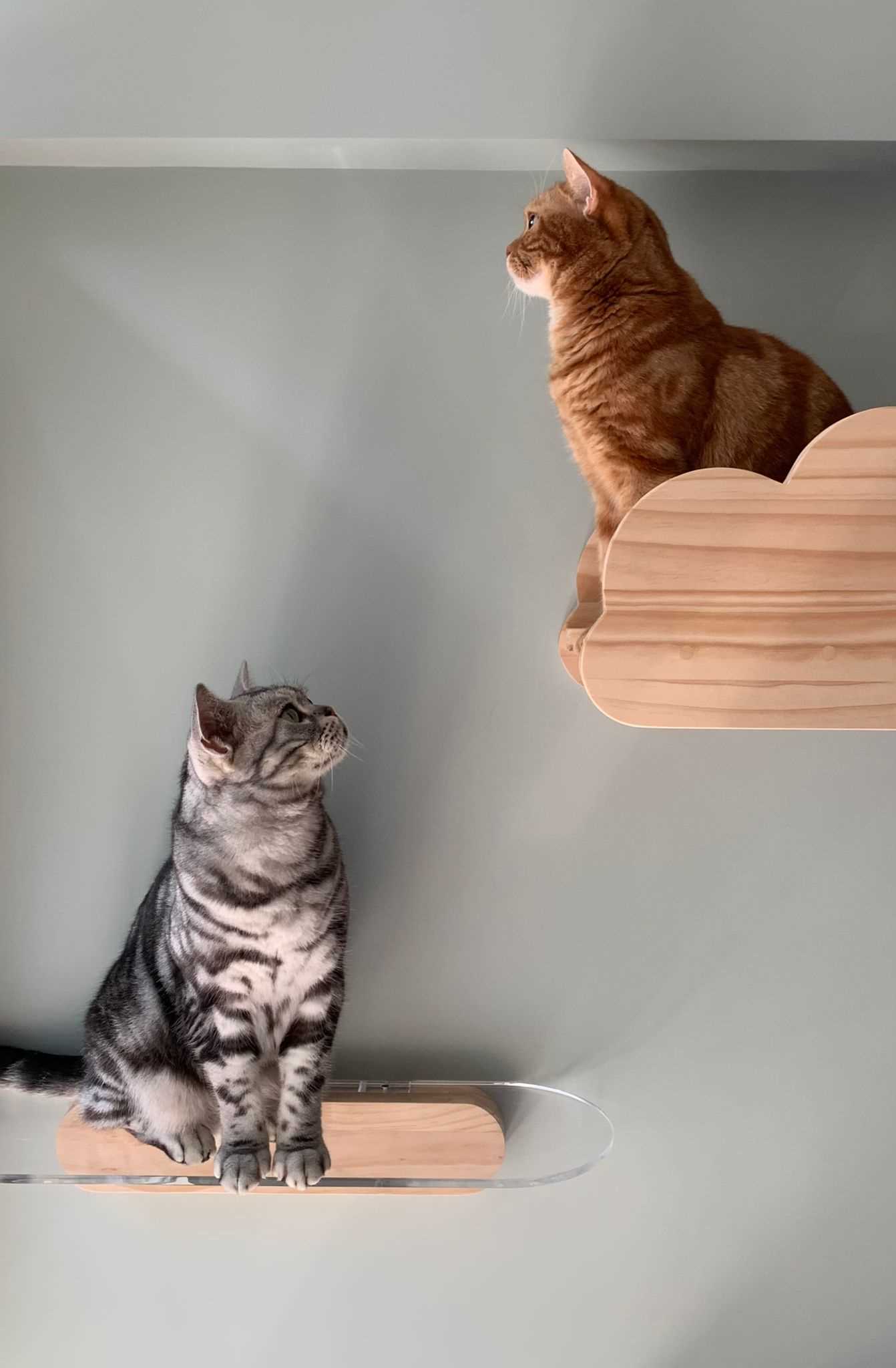 A pair of modern cat shelves.