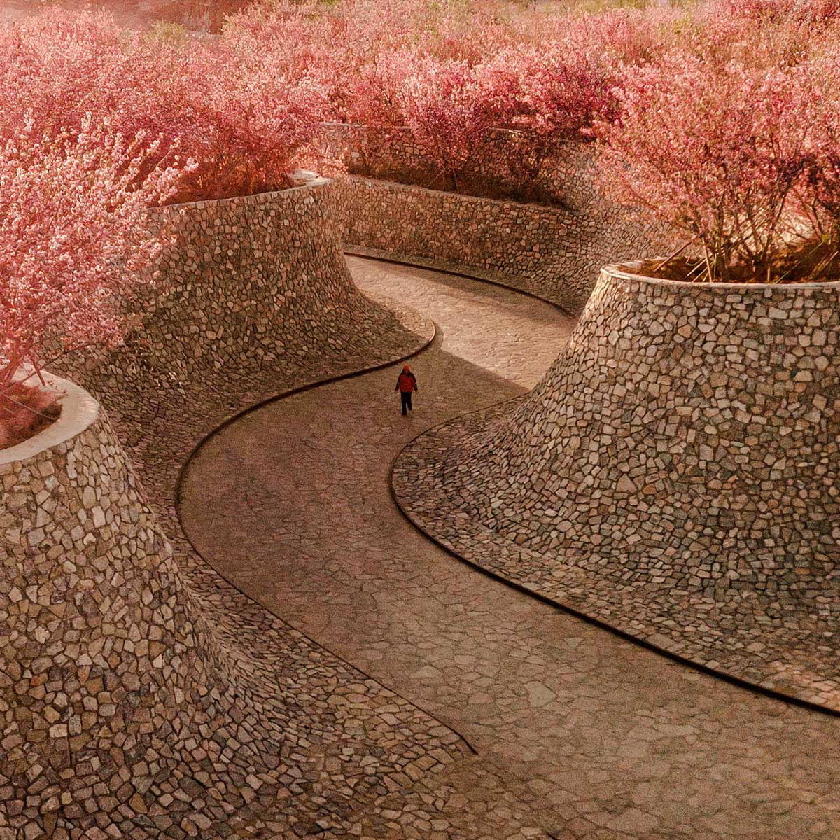 Rizhao Bailuwan Cherry Blossom Town Art and Cultural Space by Hu Sun - S.P.I.