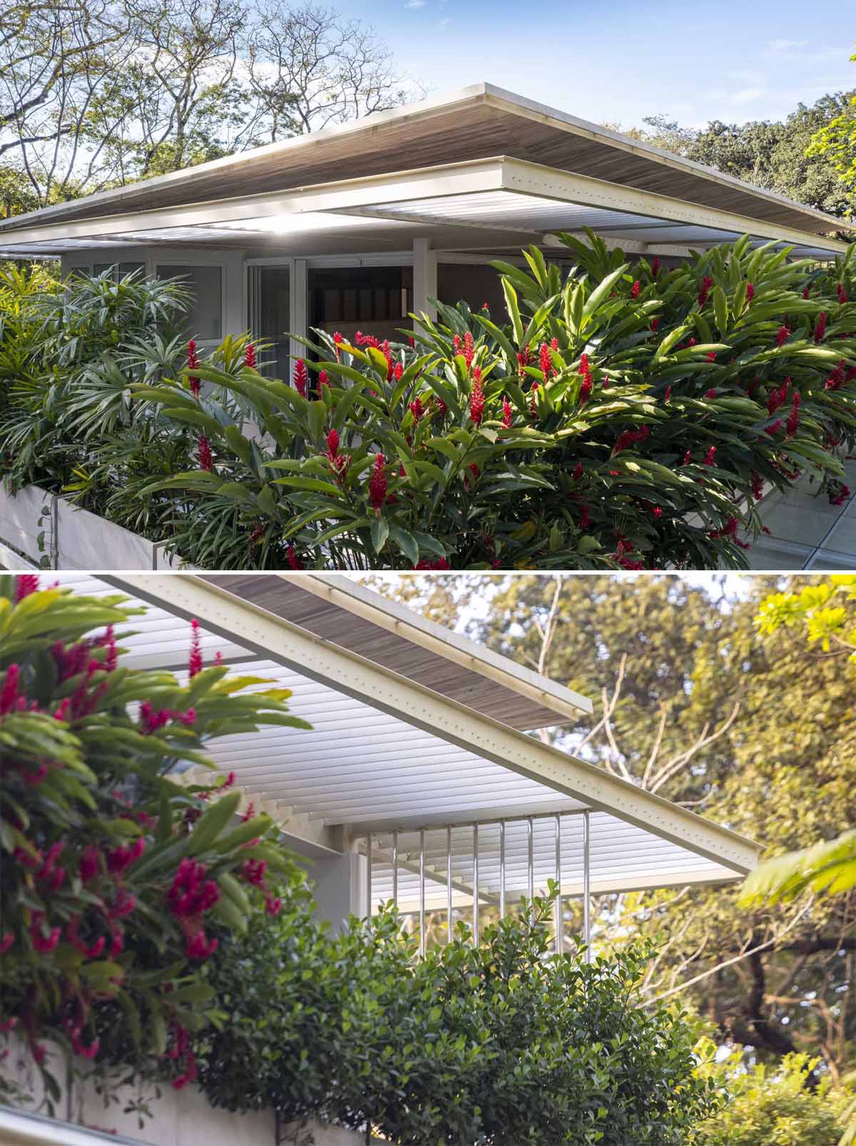 Planter boxes with large tropical plants were placed on the second-floor of this modern home to create privacy and to frame the views.