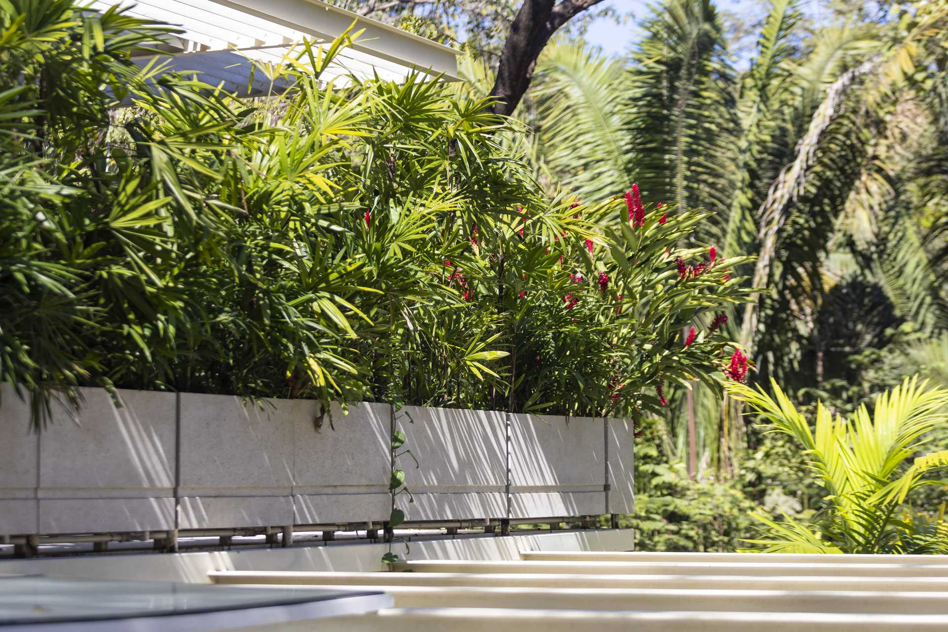 Planter boxes with large tropical plants were placed on the second-floor of this modern home to create privacy and to frame the views.