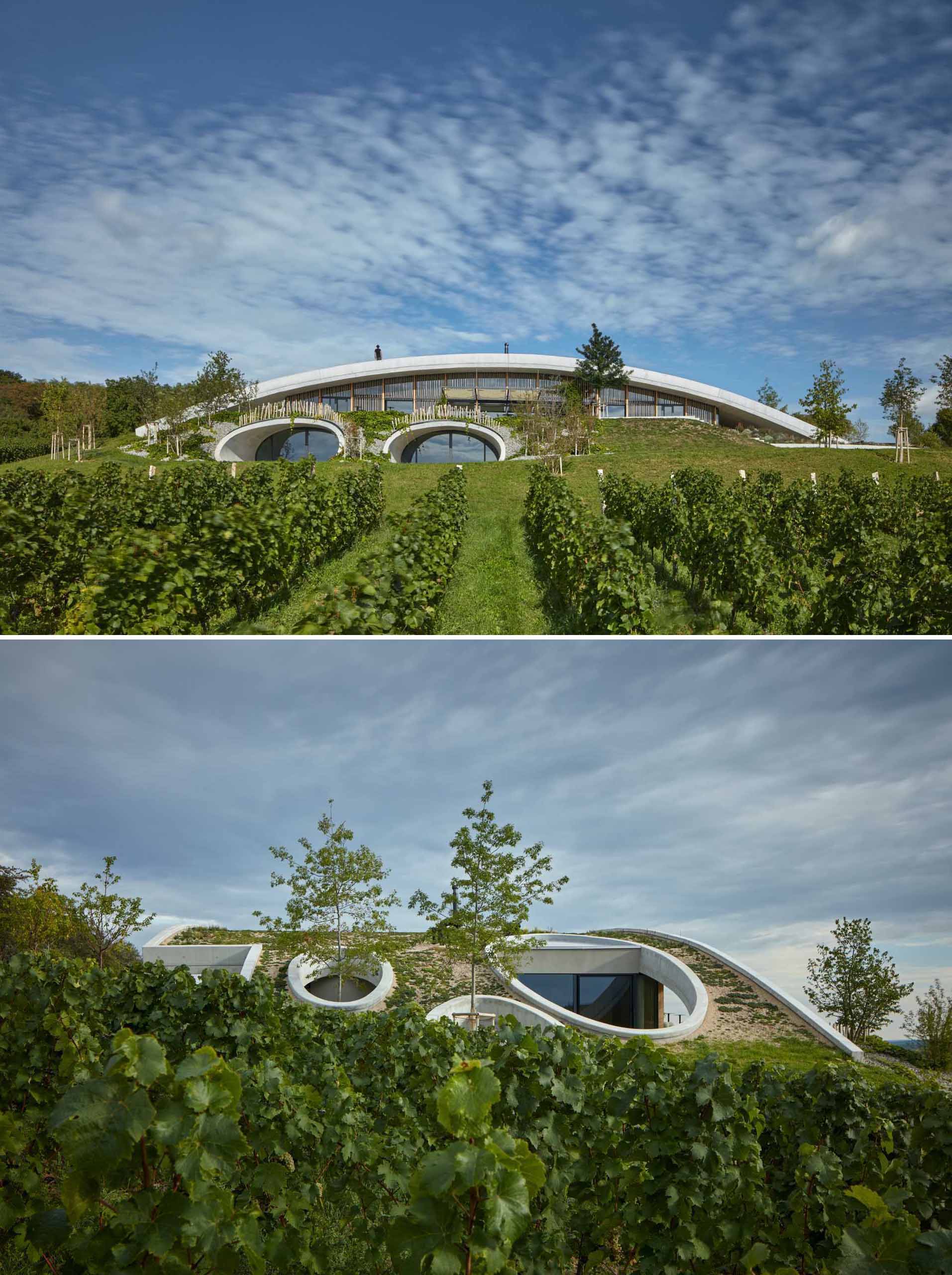 A modern winery that's built with a curved green roof to allow it to blend in with the landscape.