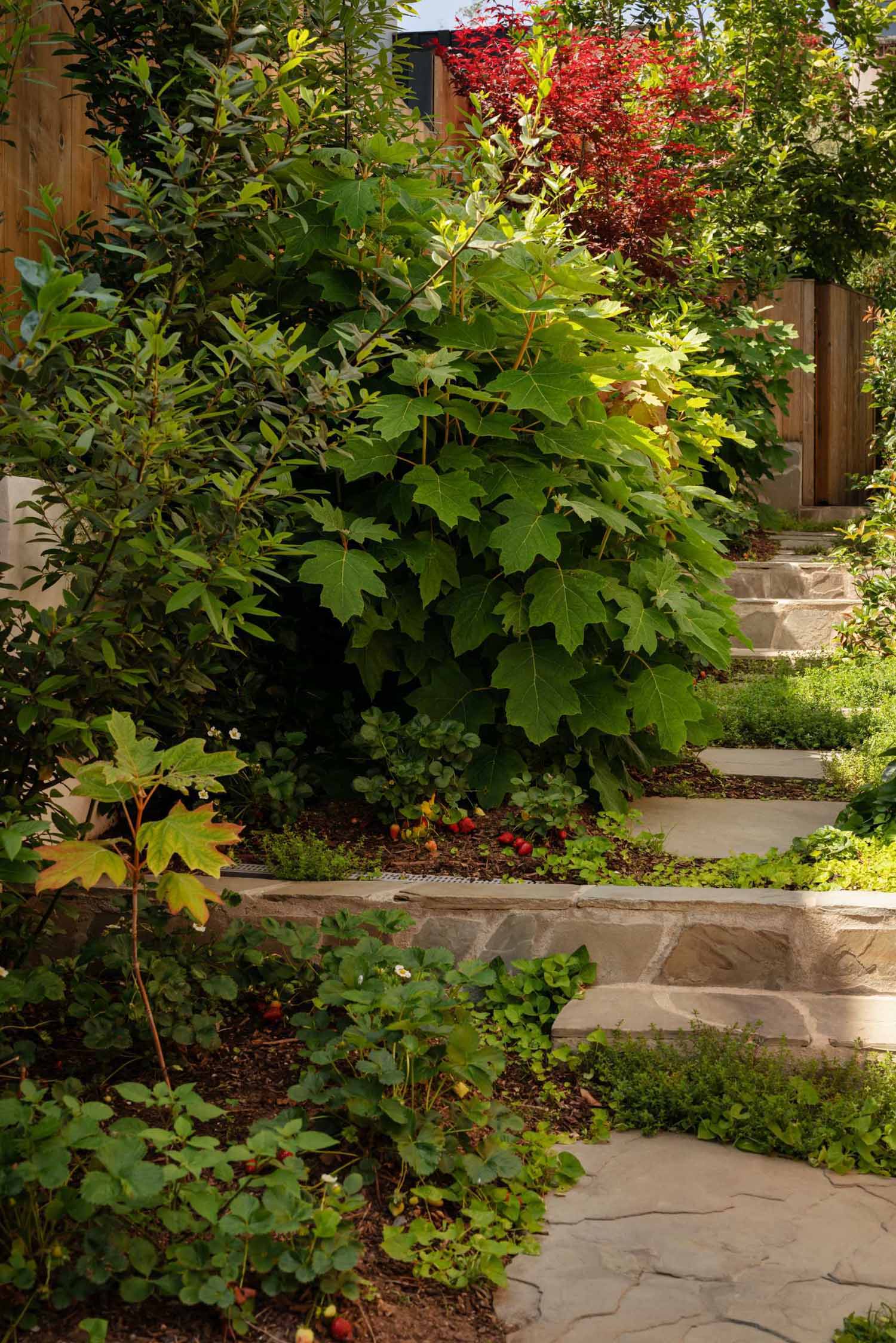 A garden path lined with ruby red strawberries and citrusy thyme as groundcovers