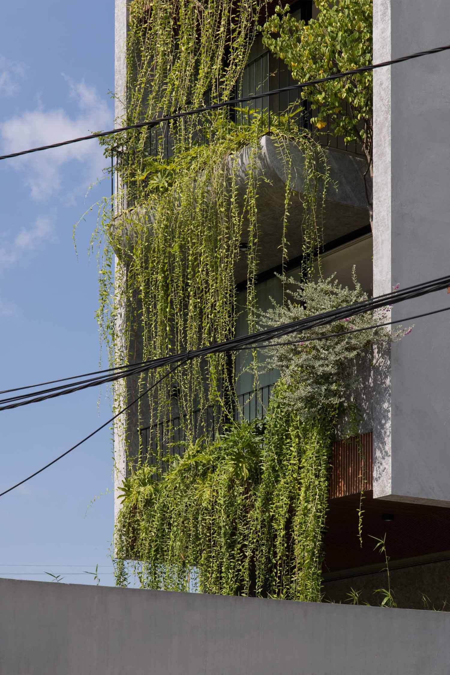 To integrate nature into the design of the home, Chrysanthemum curtains have been planted on the balconies, helping to soften the exterior and solve the problem of heat radiation, as well as the hot dry wind. The plants also assist in shielding the interior from the rain.