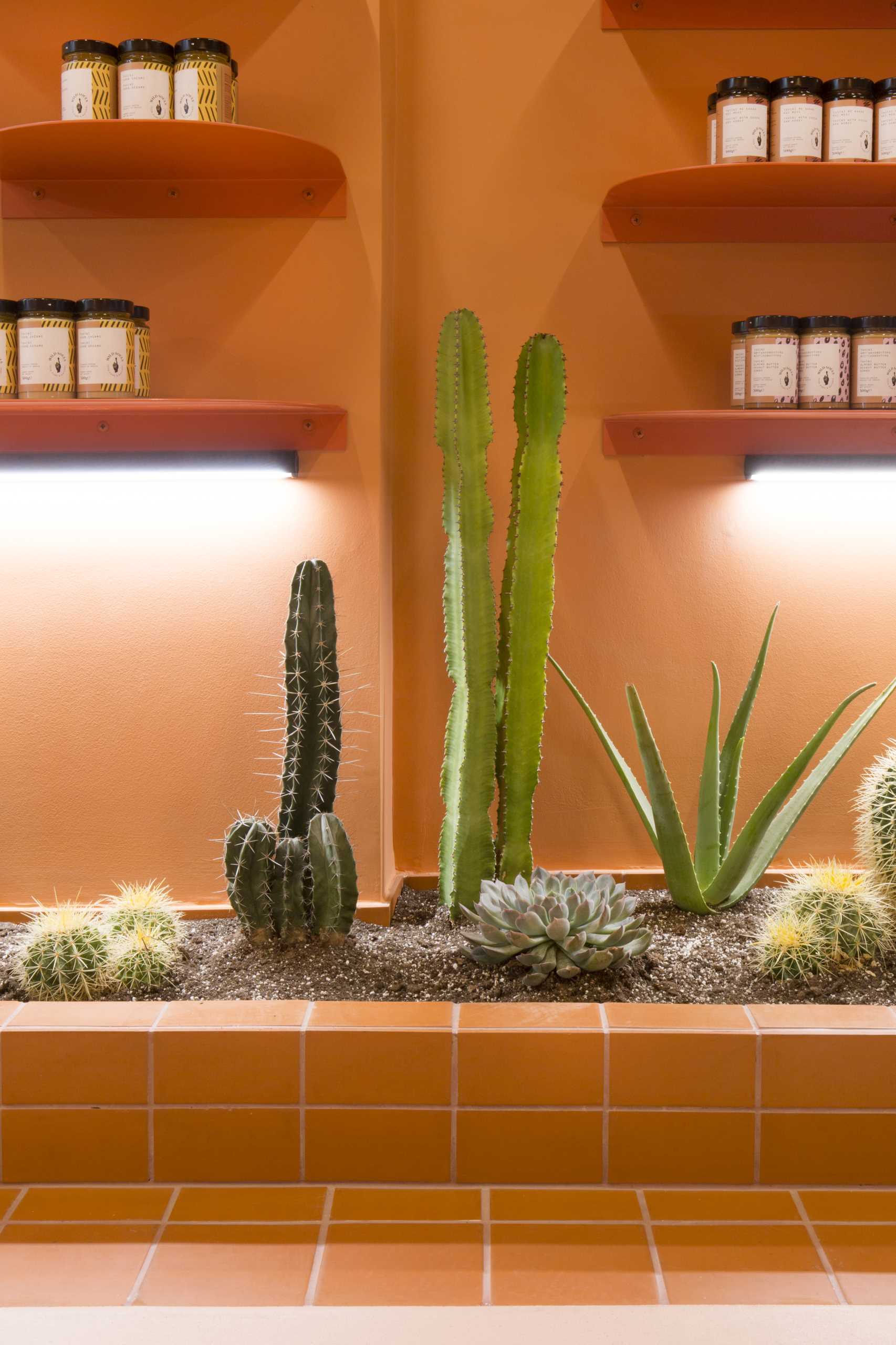 A modern retail store with a monochromatic terracotta interior that also includes built-in planters for cacti.