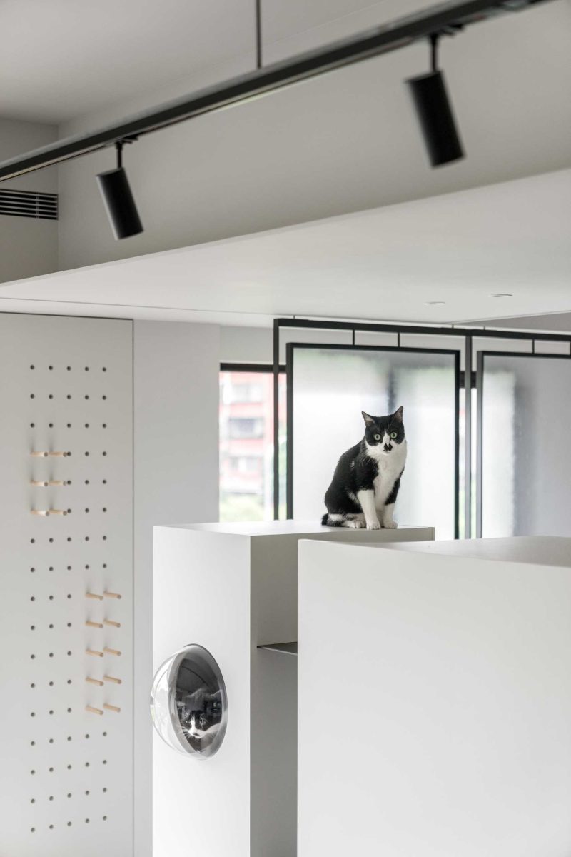 Image showcasing An Apartment Designed With Cats In Mind