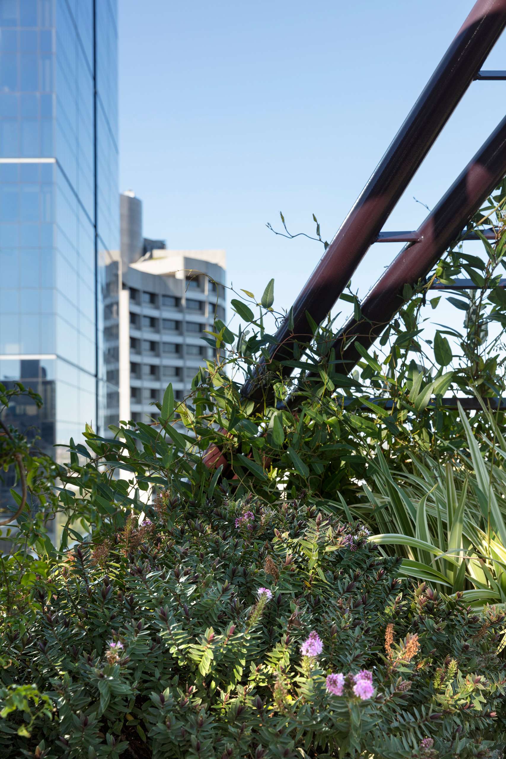 A sculptural steel arbour frames the Phoenix Rooftop garden in central Melbourne, casting dynamic shadows across a mosaic-tiled courtyard. The space blends lush planting, custom tiling, and defined seating zones to create a liveable garden 30 storeys above the city. This rooftop retreat shows how structure and greenery can work together in high-rise outdoor design.