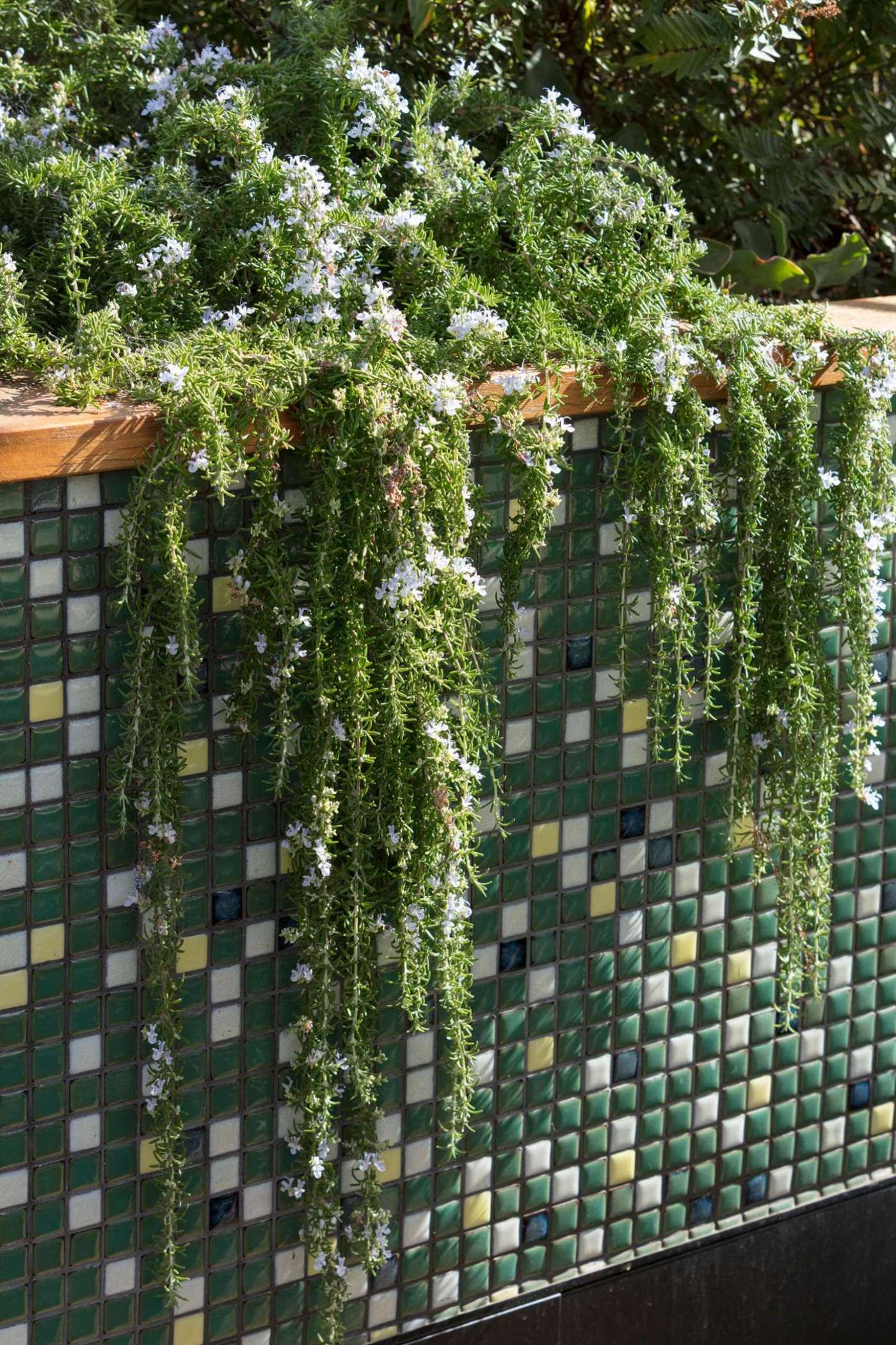 Trailing rosemary spills over a mosaic-tiled planter on Melbourne's Phoenix Rooftop, blending hardscape and greenery in a striking vertical detail. The mix of green, cream, yellow, and deep blue tiles adds texture and movement, while the flowering herbs soften the structure and provide sensory appeal. A perfect example of how to create depth and character in rooftop garden design.
