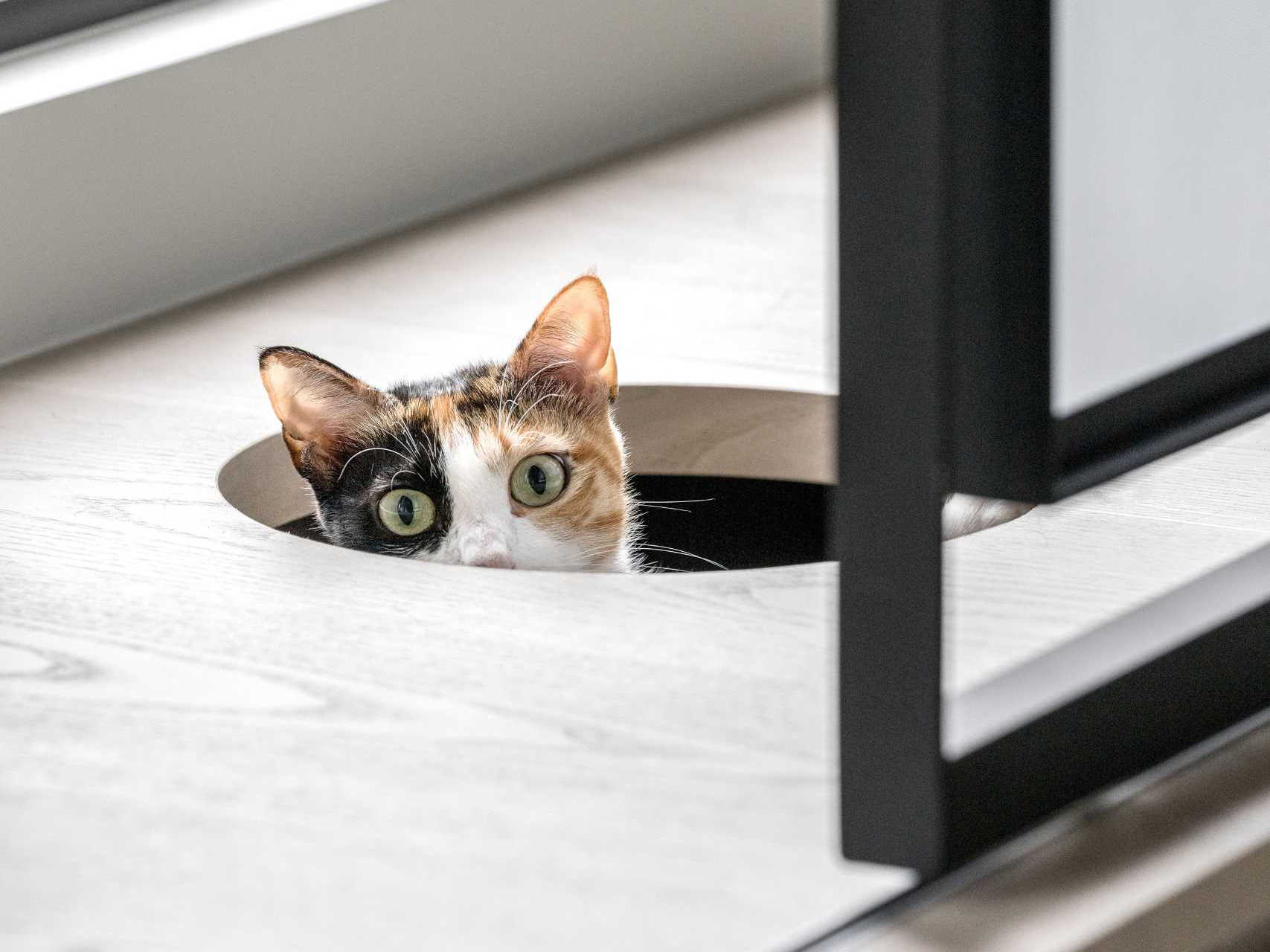 See how vertical cat trees, elevated walkways, and bubble windows create a harmonious home for cats and dogs alike. Durable materials and hidden retreats make this Taiwan apartment a pet-friendly dream.