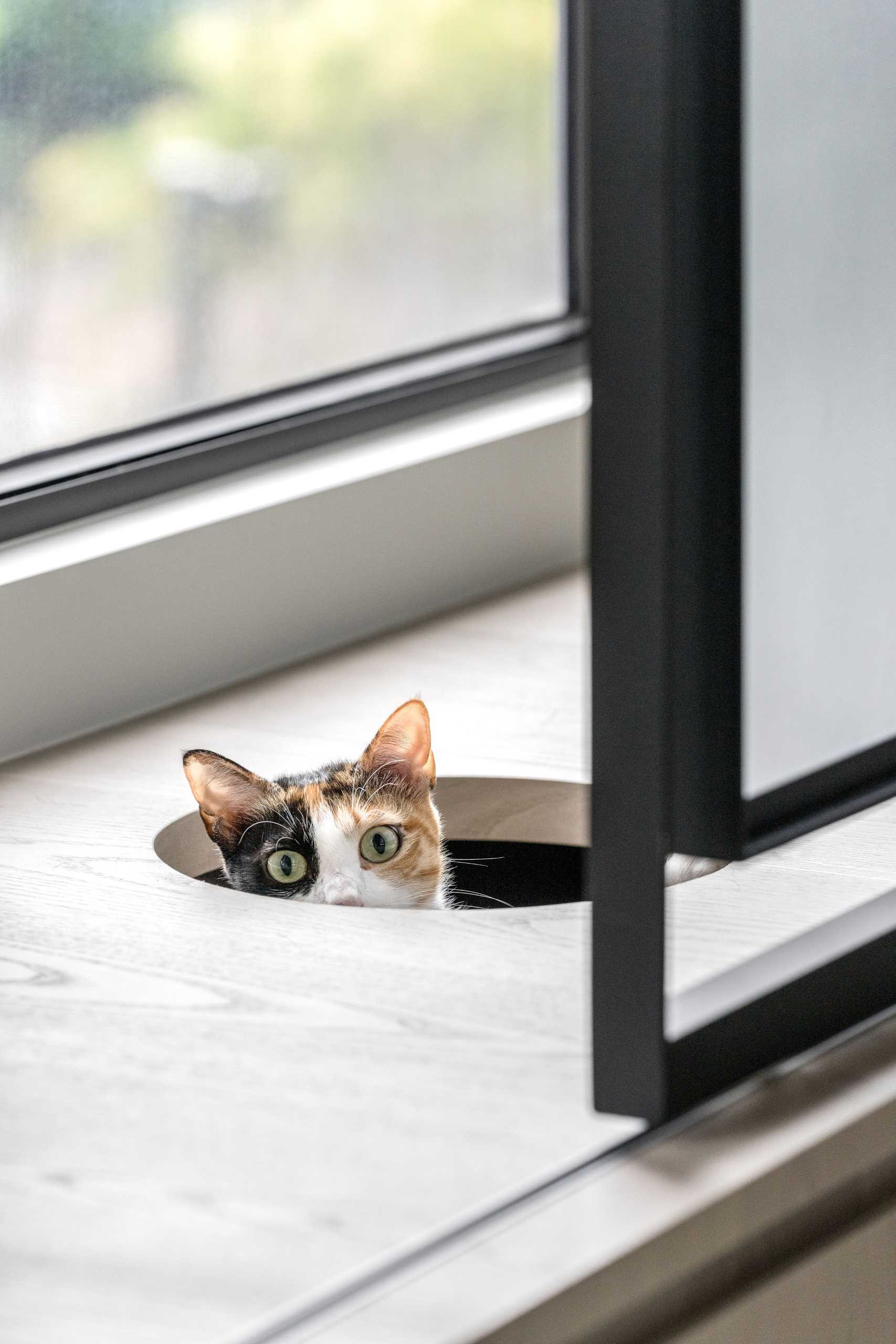 See how vertical cat trees, elevated walkways, and bubble windows create a harmonious home for cats and dogs alike. Durable materials and hidden retreats make this Taiwan apartment a pet-friendly dream.