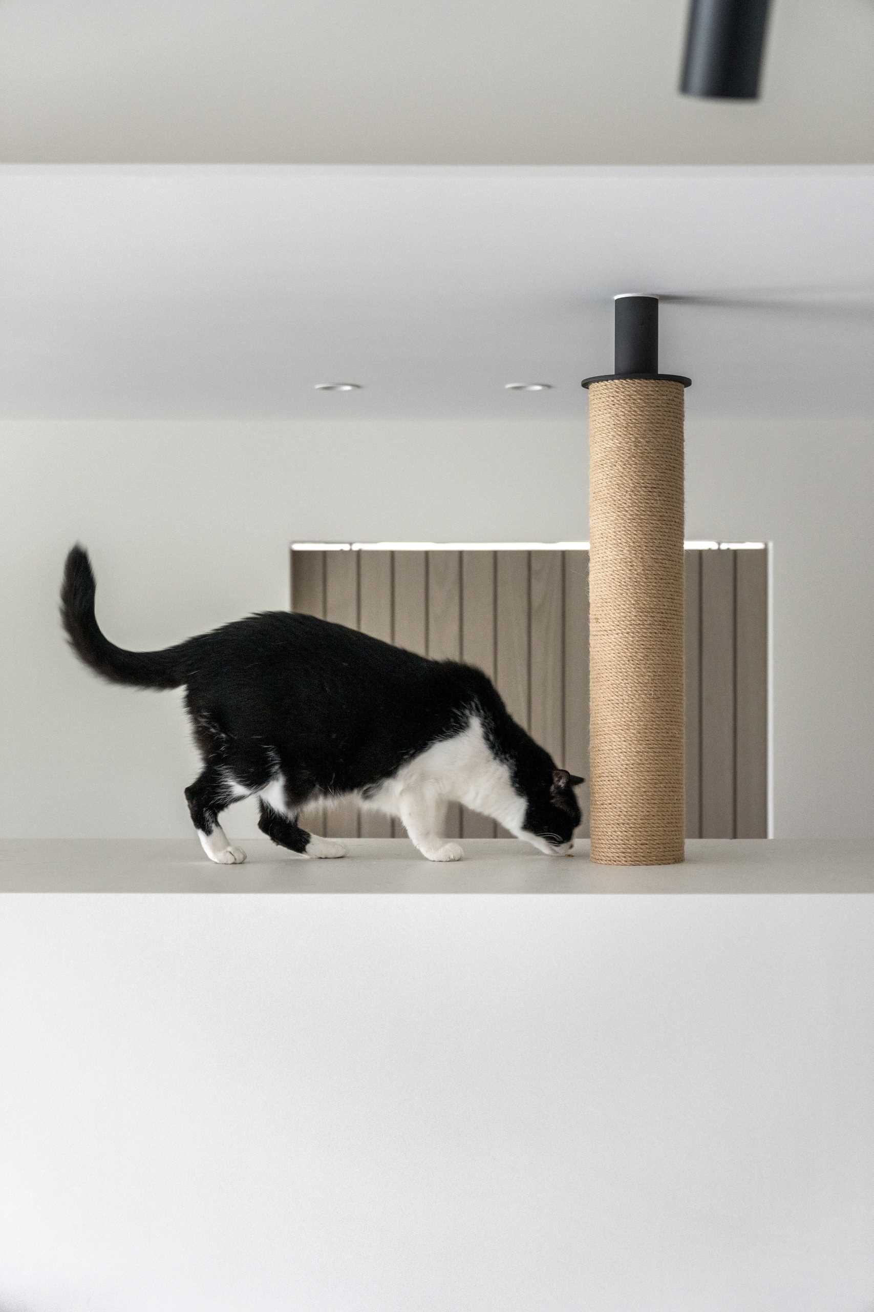See how vertical cat trees, elevated walkways, and bubble windows create a harmonious home for cats and dogs alike. Durable materials and hidden retreats make this Taiwan apartment a pet-friendly dream.