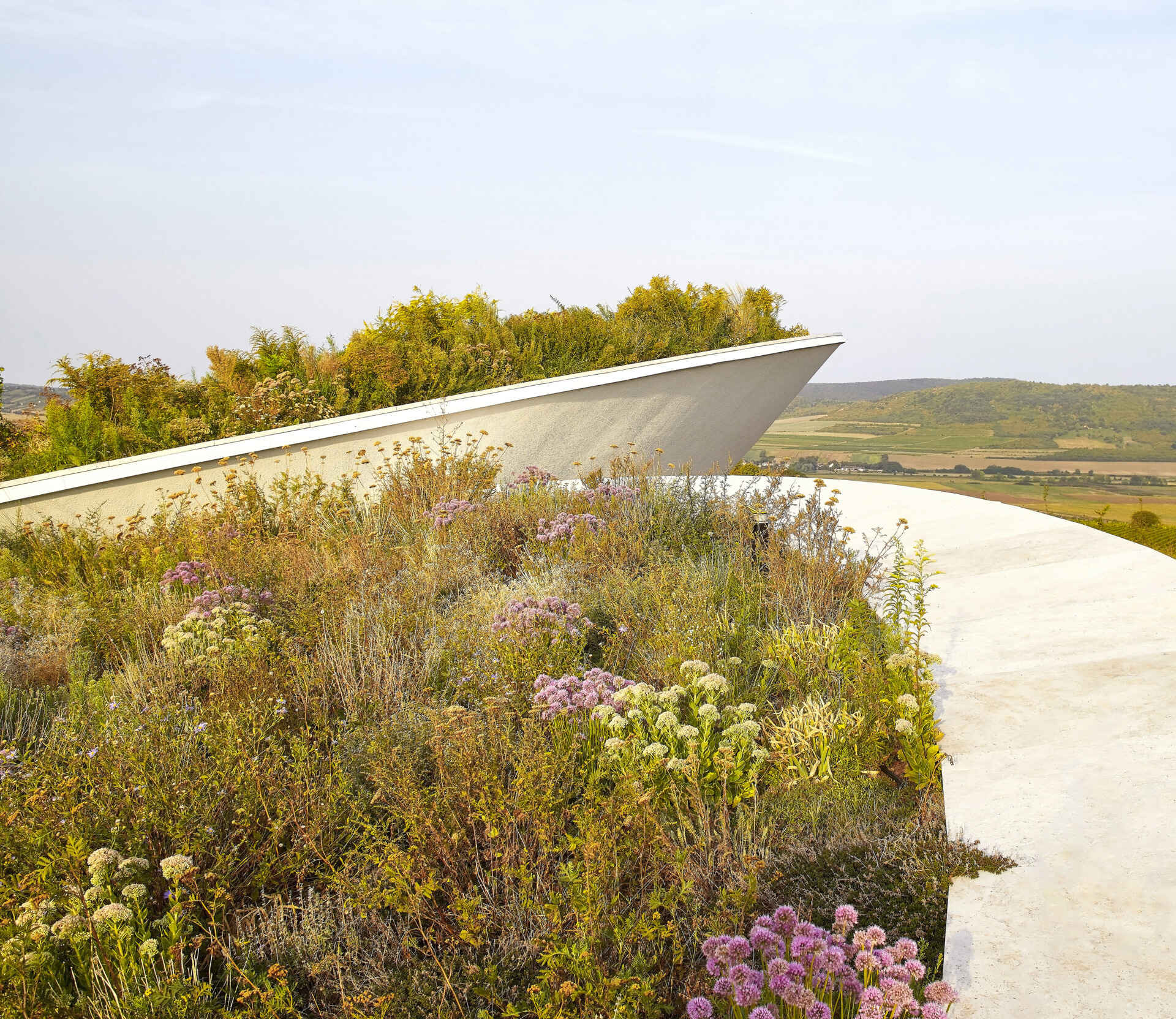 The winery’s lens-shaped floating volumes, covered in plants, create a striking landmark, balancing dramatic design with functional underground fermentation and storage areas.