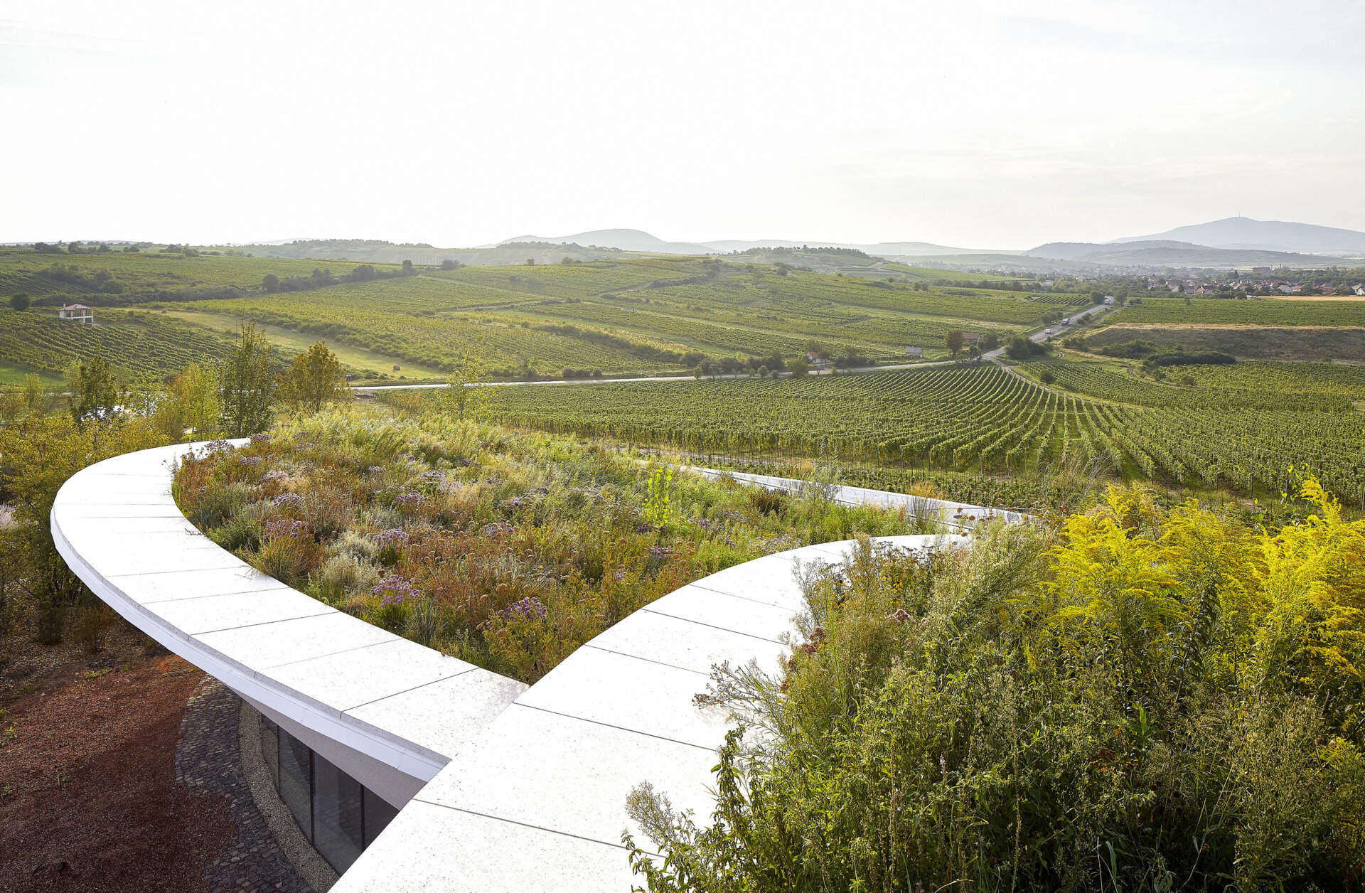 The winery’s lens-shaped floating volumes, covered in plants, create a striking landmark, balancing dramatic design with functional underground fermentation and storage areas.