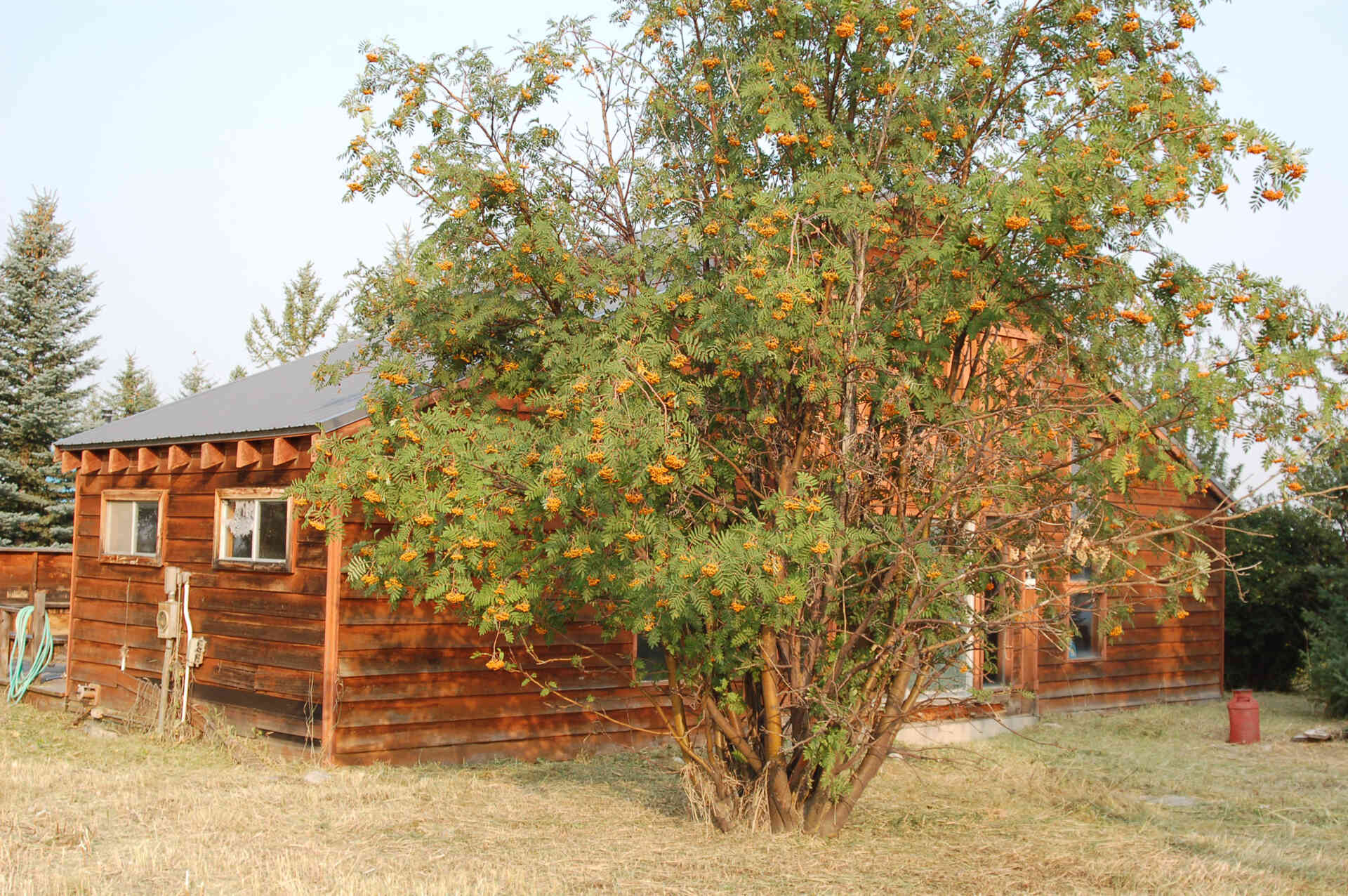 A once-dilapidated mountain cabin with charm and potential, sitting quietly on a three-acre property, waiting for a thoughtful transformation.