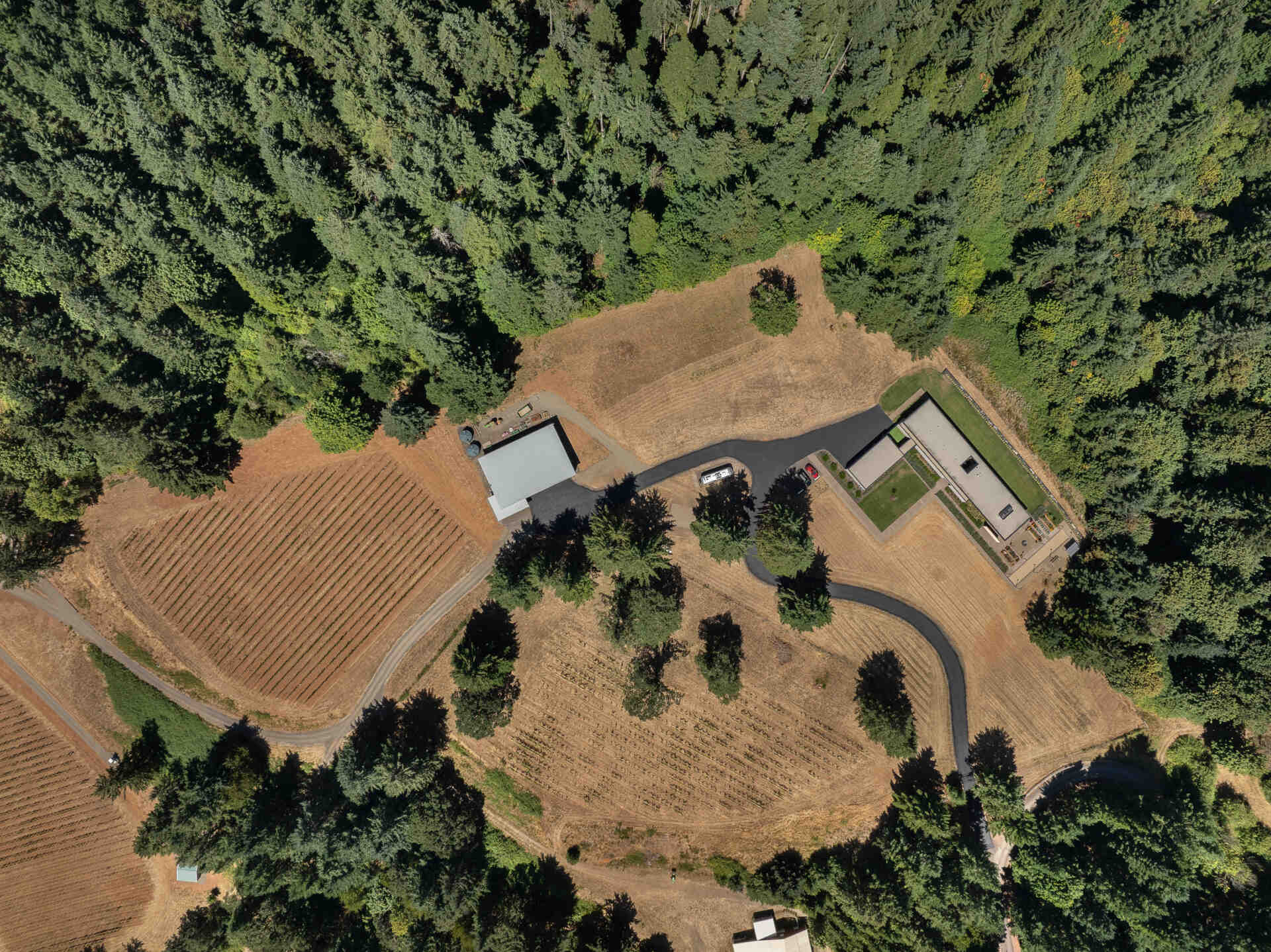 A quiet, cedar clad vineyard home emerges from the evergreens, designed with simple forms and warm minimalism that shape every room.