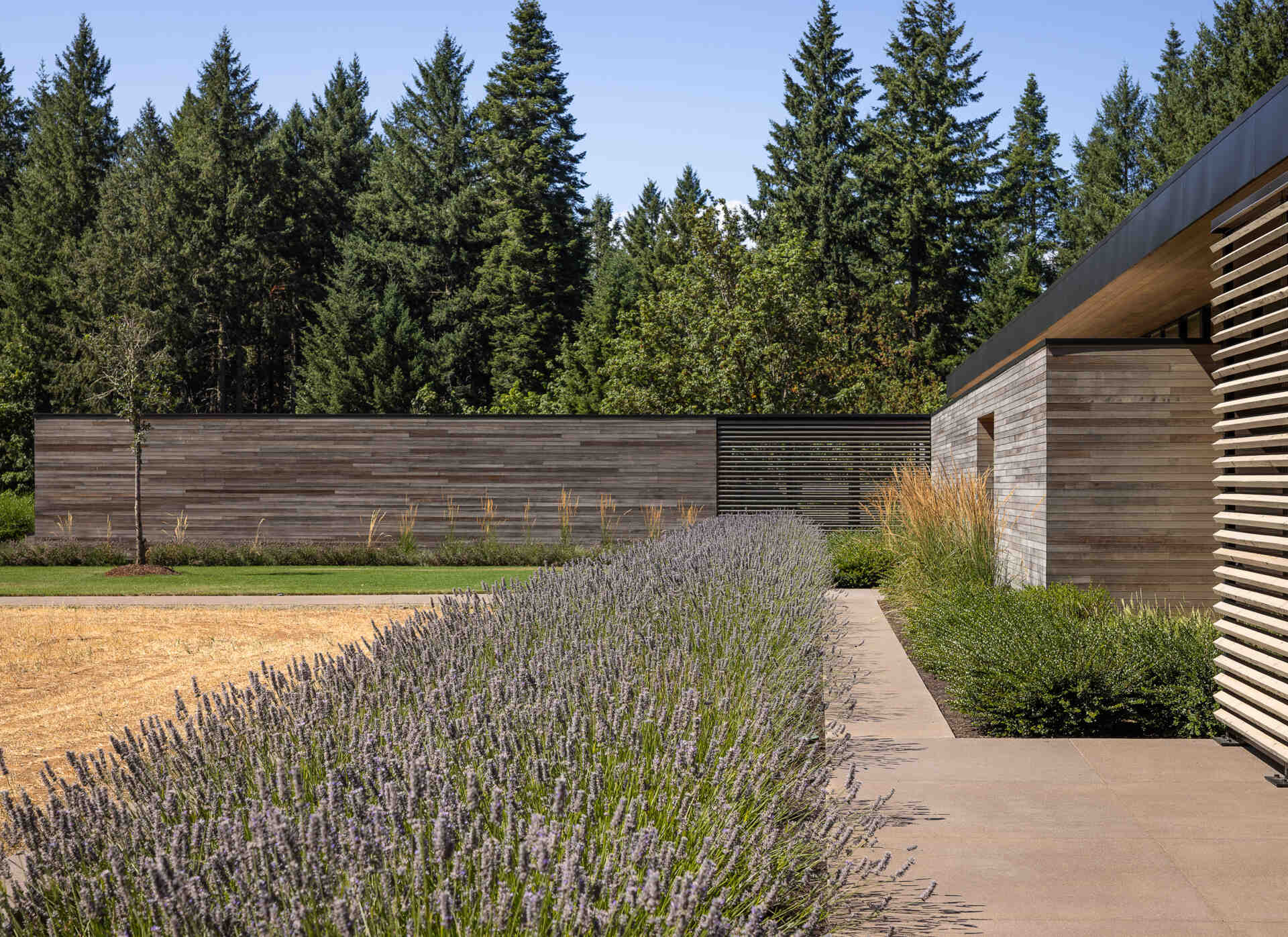 Lavender filled pathways alive with bees guide the approach to this vineyard home, blending architecture with the landscape.