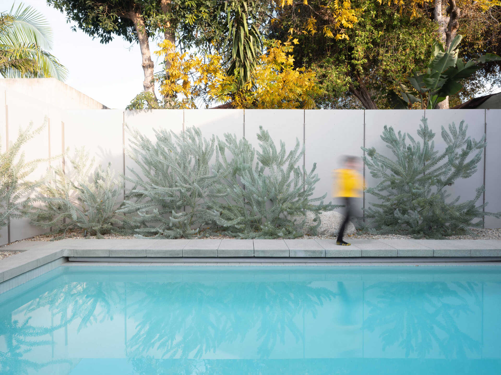 A California-native garden surrounds a minimalist pool framed by a brick patio, turning the backyard into a vibrant outdoor living space filled with color and scent.