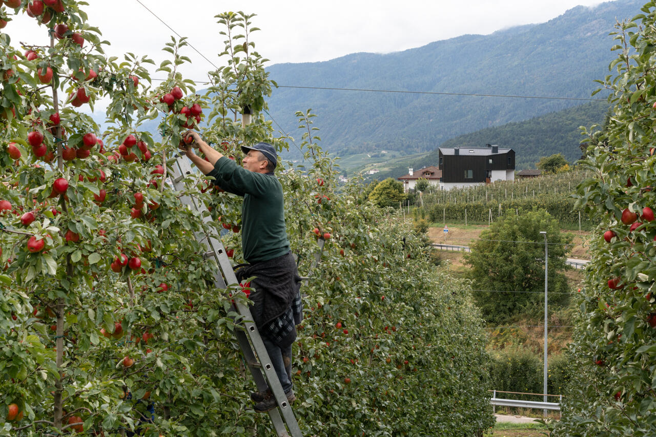 Black larch wood cladding gives this Italian hillside home a striking presence among apple orchards while staying rooted in local tradition.