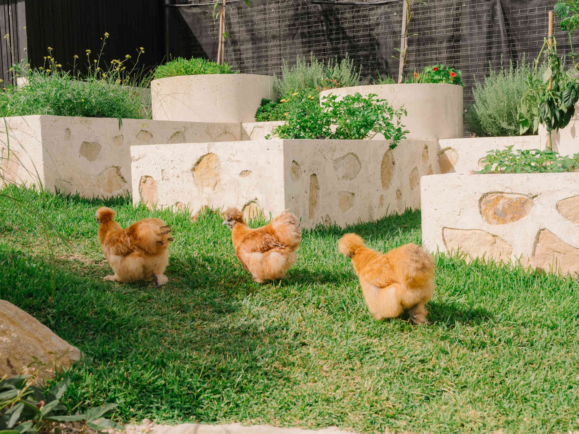 This garden supports self sufficiency with fruit trees, vegetables and herbs, while composting and mulching feed the soil, and food scraps support chickens. Rainwater and grey water systems irrigate the landscape. Outdoor dining areas sit within this productive garden, surrounded by plants selected to strengthen local ecology and support bandicoot habitat.