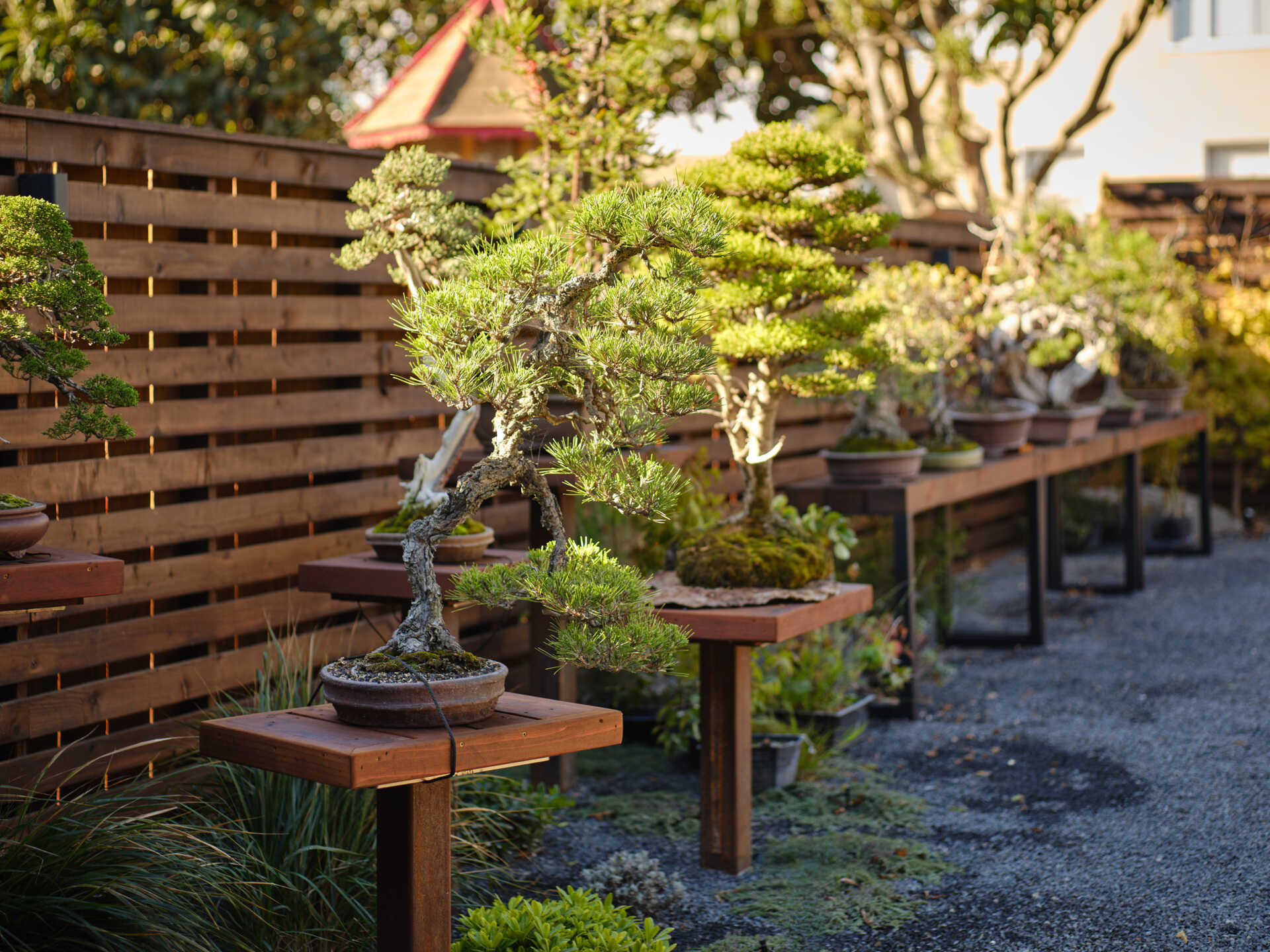 A renovated home with a bonsai workshop and garden.
