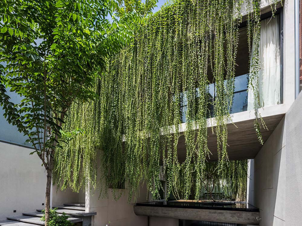 La construcción de hormigón se encuentra con las enredaderas y la vegetación se arrastra lentamente a través de la pantalla de acero, transformando una simple casa urbana en un exuberante jardín vertical.