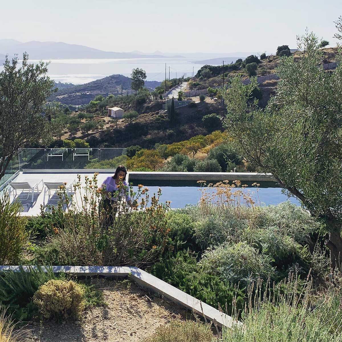 Planted roofs, olive trees, and layered terraces with pools create a seamless outdoor flow across this Greek hillside.