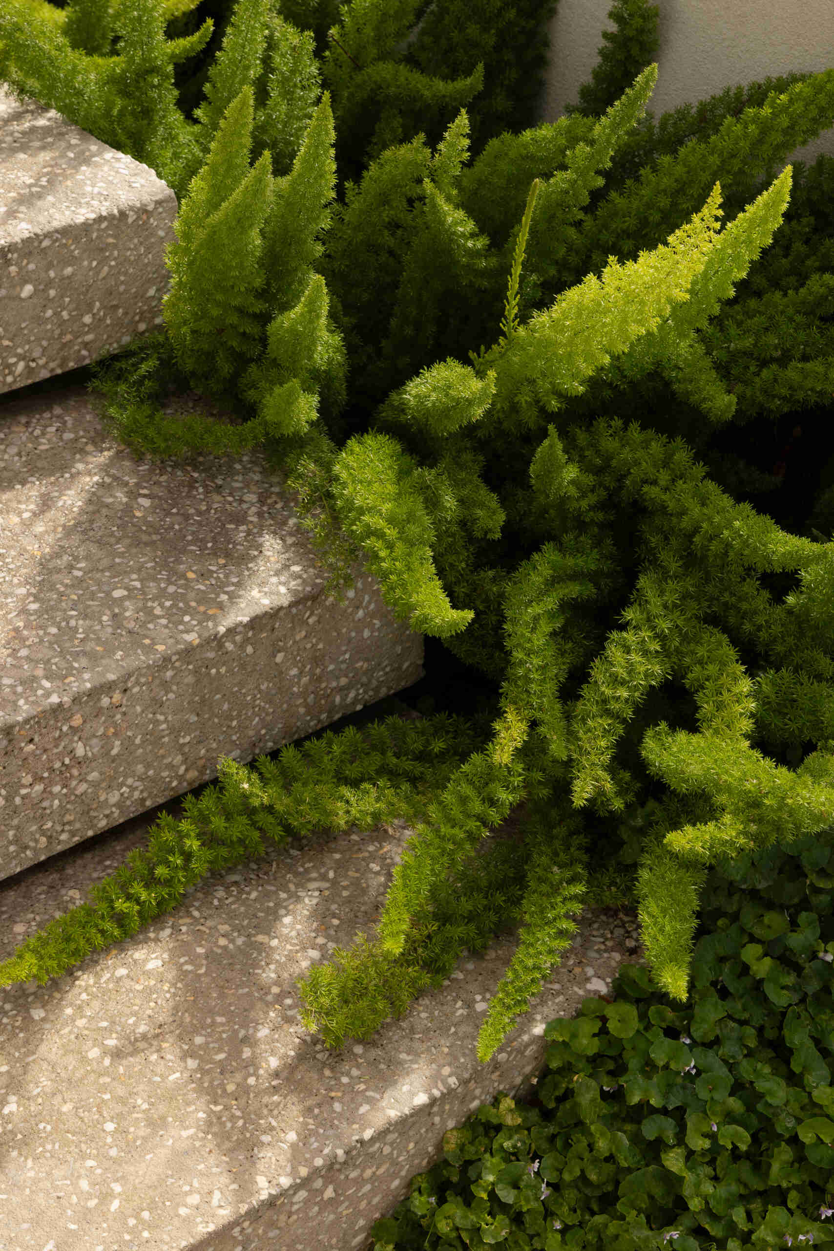 The surrounding landscape plays a key role in shaping the experience of the house. Mature trees and greenery influenced window placement, views, and light, while steps connect the pool and alfresco level with the elevated section of the garden.