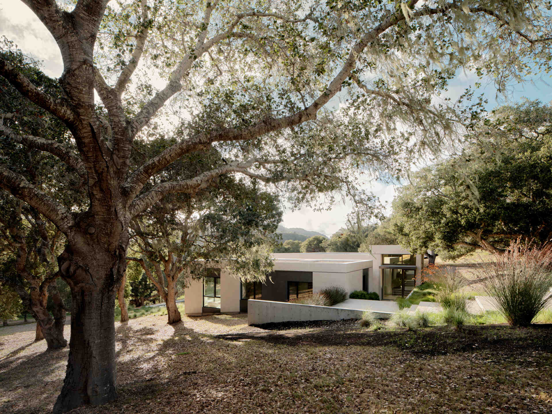 La carretera que conduce a Live Oak Residence convierte una simple caminata desde la pista de motor en una experiencia arquitectónica a través de robles y senderos en las laderas.