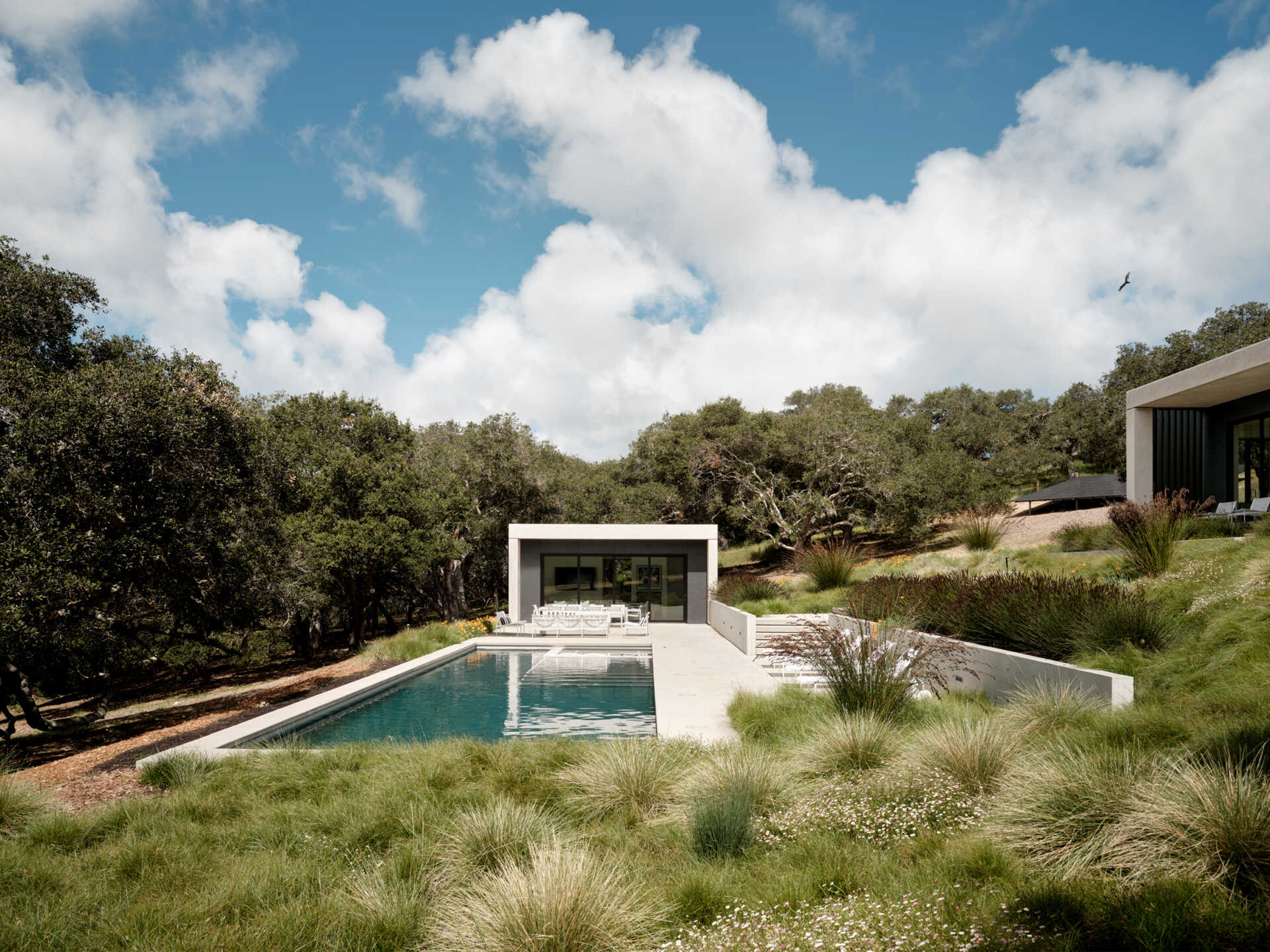 Live Oak Residence cuenta con una piscina y una caseta de piscina, creando impresionantes espacios al aire libre rodeados de césped de California.