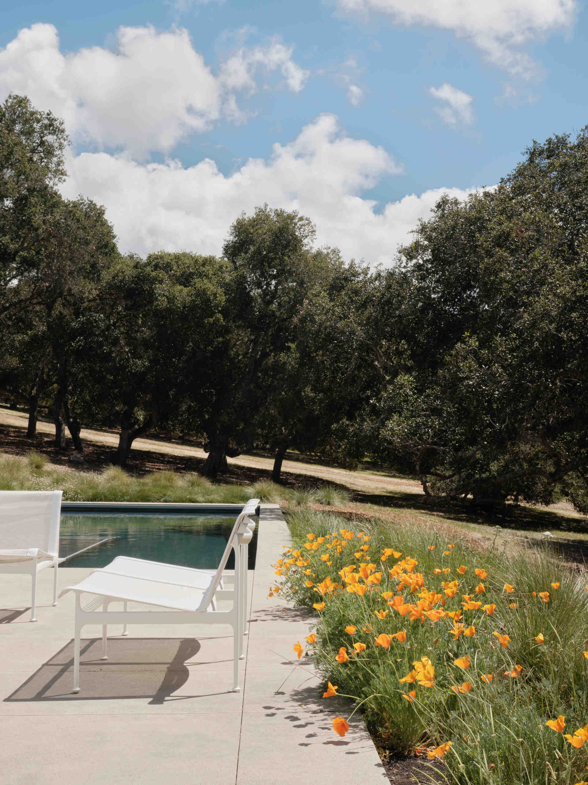 Live Oak Residence cuenta con una piscina y una caseta de piscina, creando impresionantes espacios al aire libre rodeados de césped de California.
