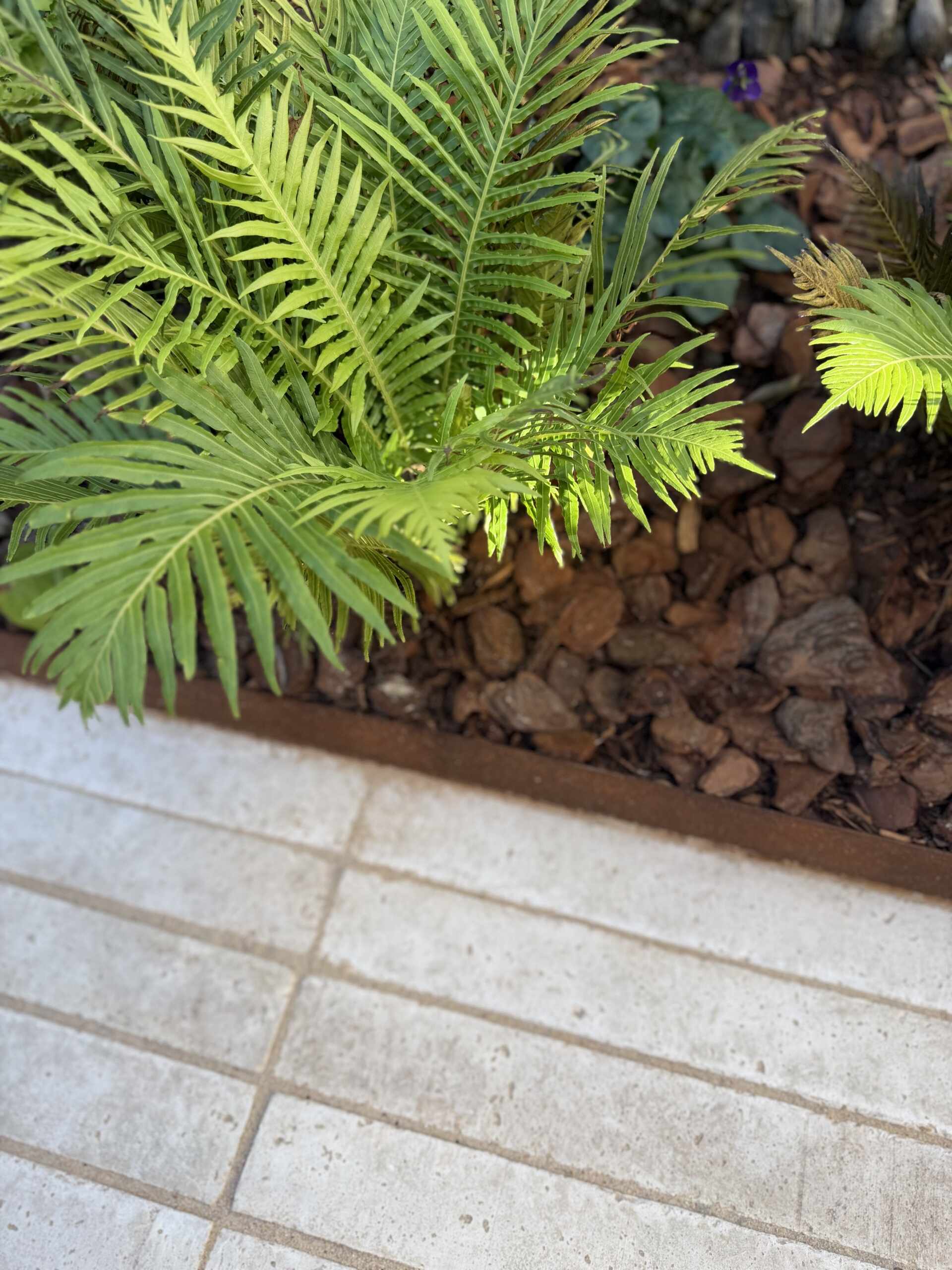 From reclaimed diagonal paving to handcrafted brickwork and evolving greenery, every detail adds character to this Sydney garden renovation.