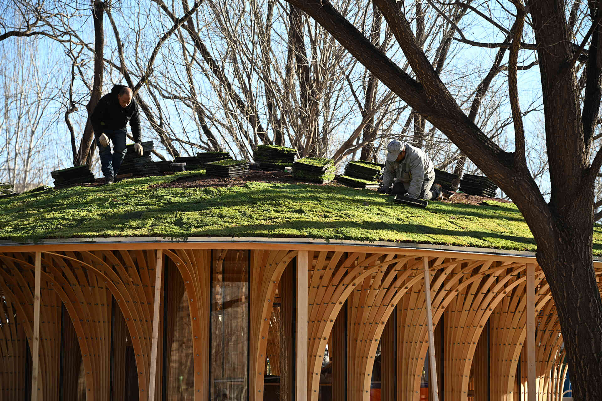 West Garden Florist by LUO studio is a mushroom-like timber florist pavilion tucked among the trees of Haidian Park in Beijing, with a planted roof and open canopy.