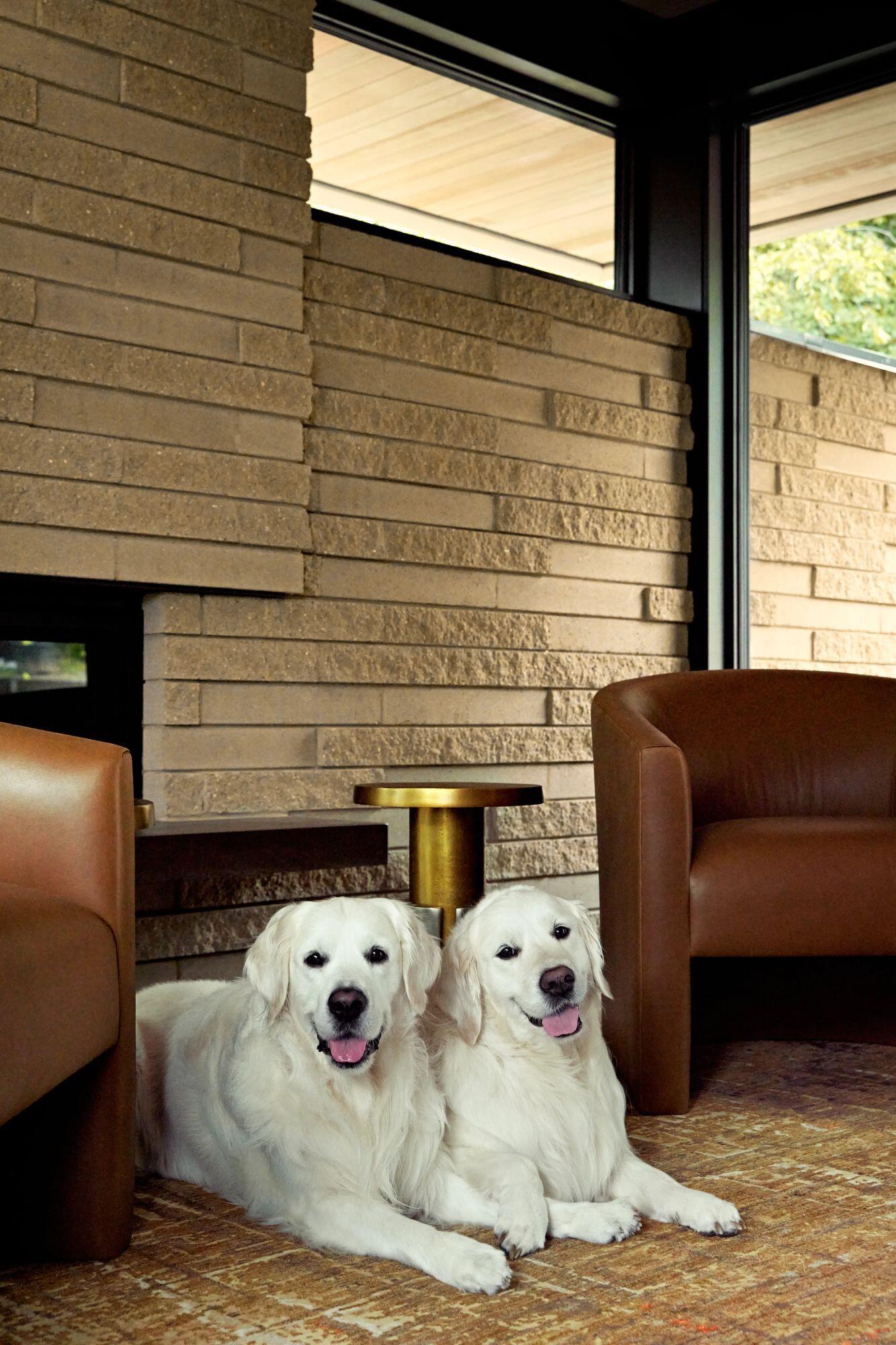 A pair of dogs resting on a patterned rug between brown leather armchairs in a modern living room. A textured masonry fireplace wall and tall corner windows complete the warm interior.