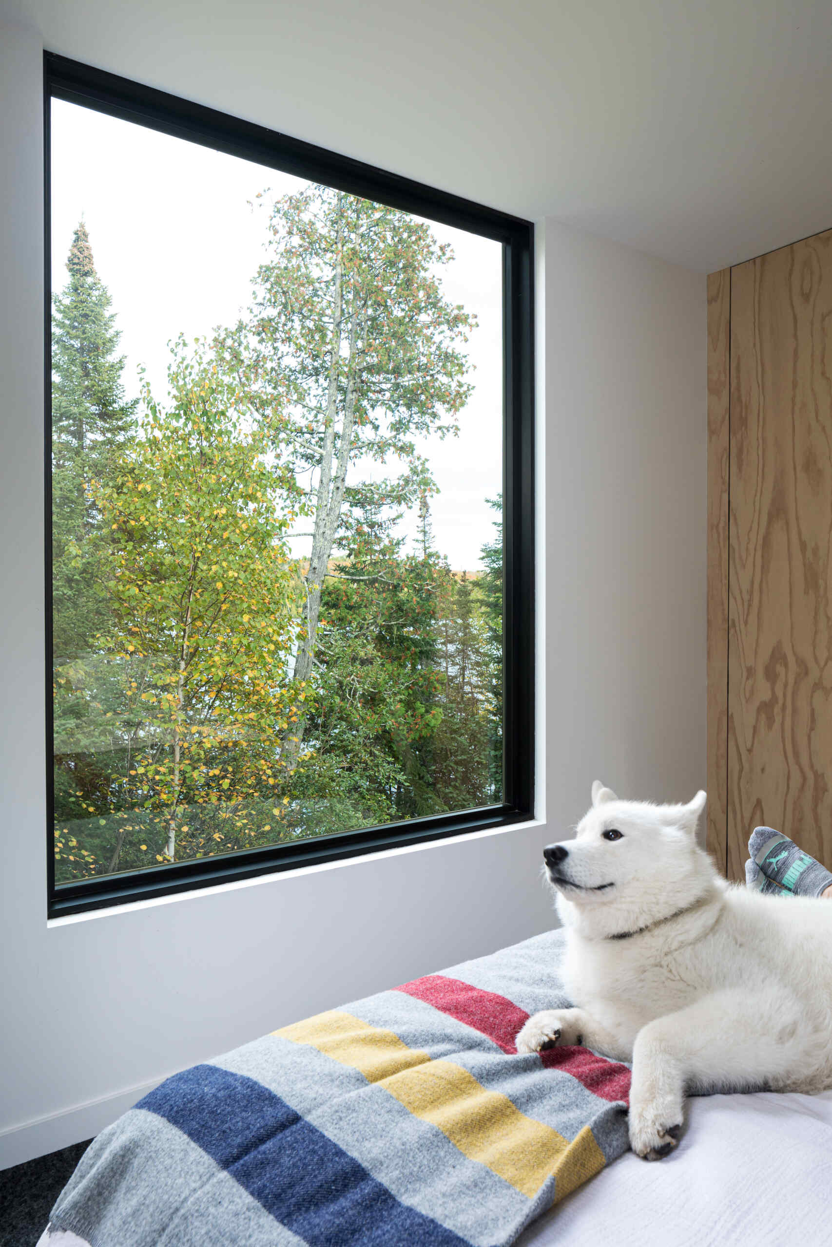 A cozy modern cabin bedroom featuring a large picture window with views of the trees, a plywood closet, and a colorful striped blanket. A white dog rests on the bed beside the window.